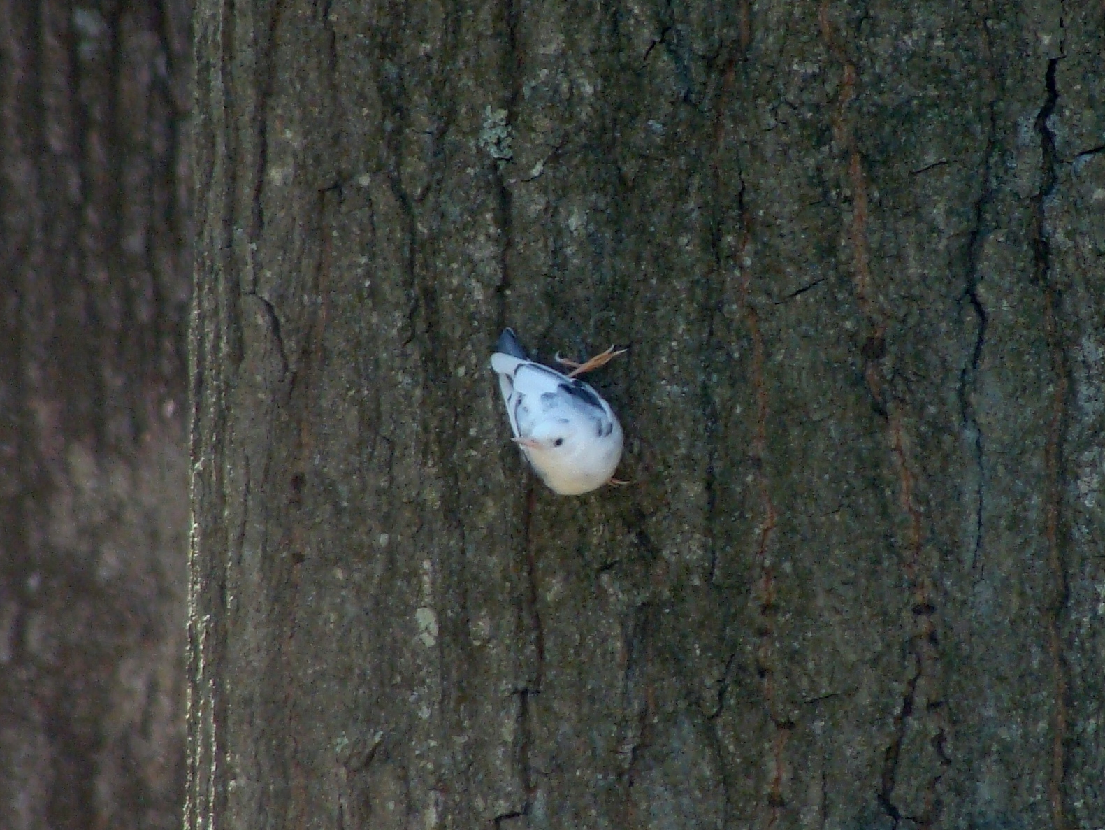 Additional Image 2