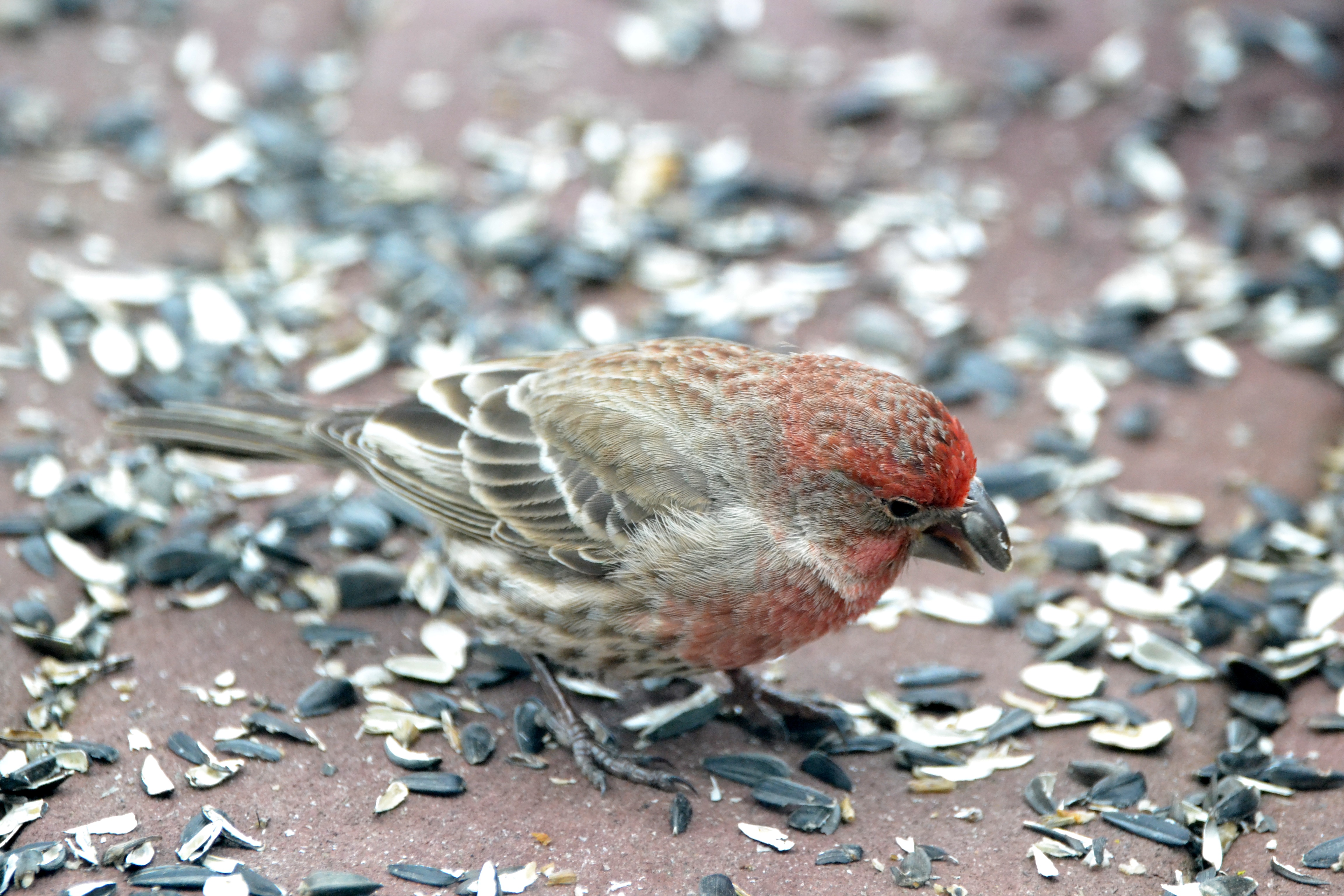 Featured Image