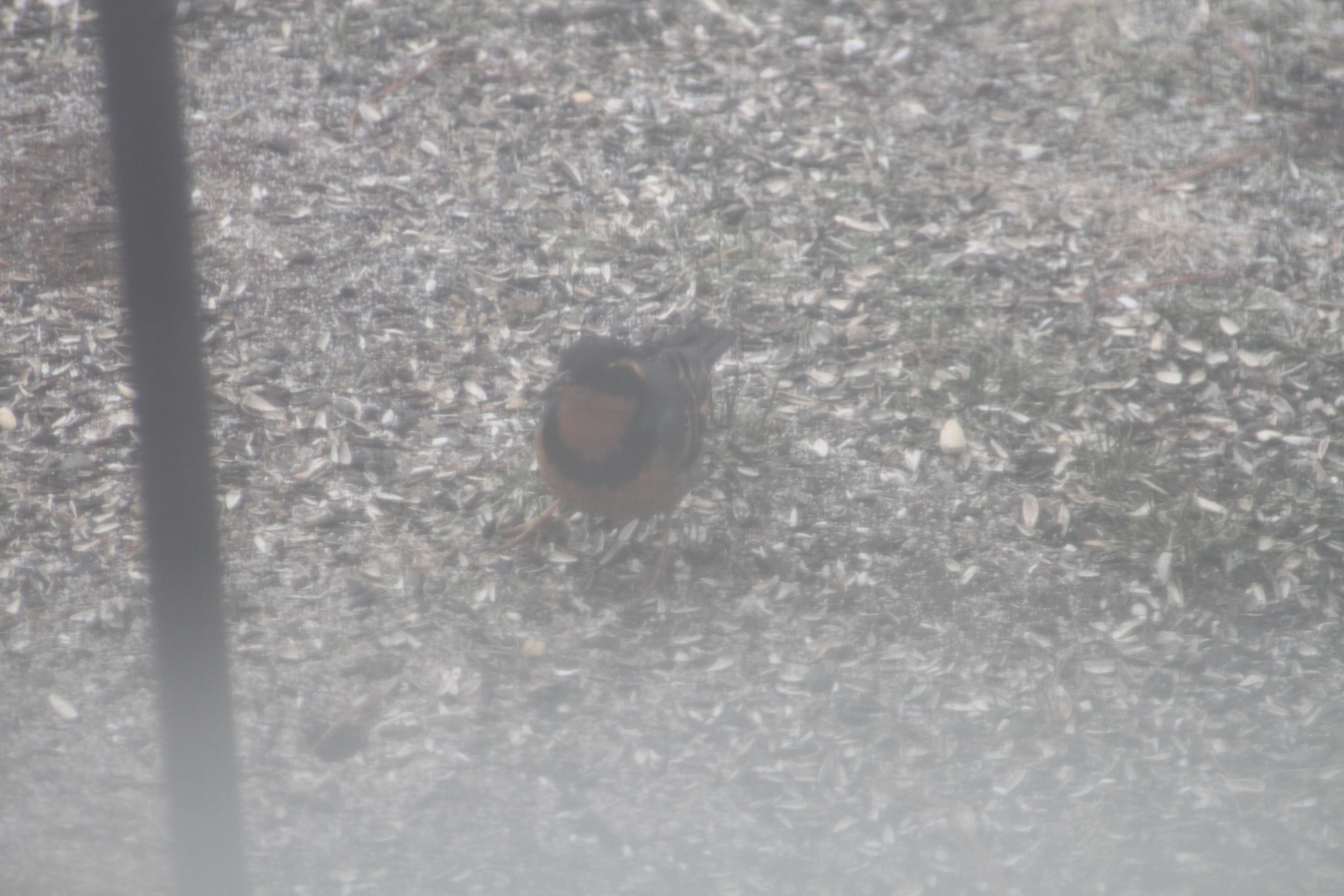 Additional Image 2