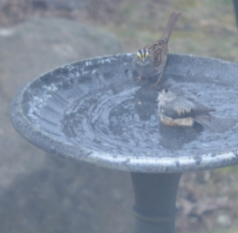 Additional Image 3