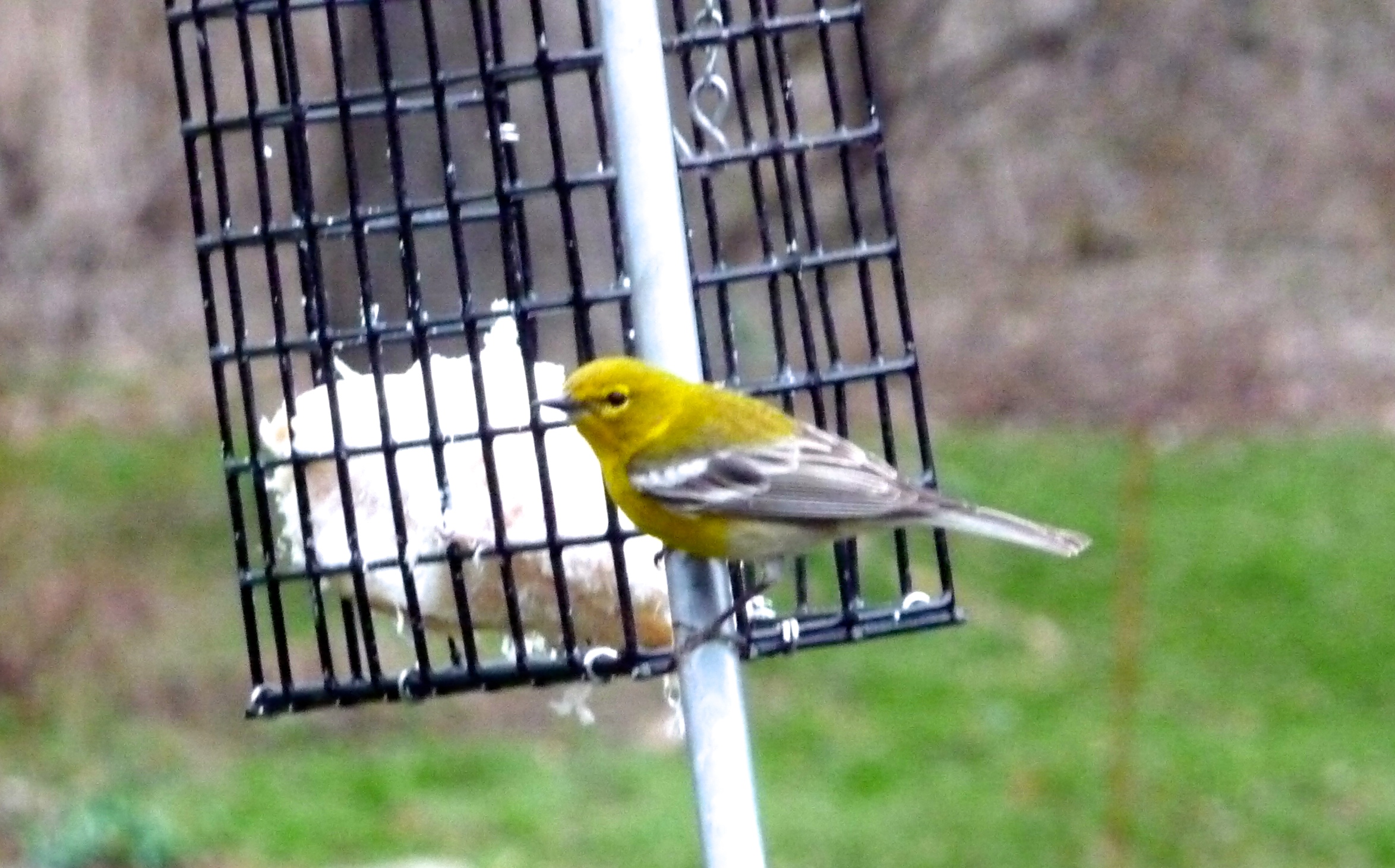 Featured Image