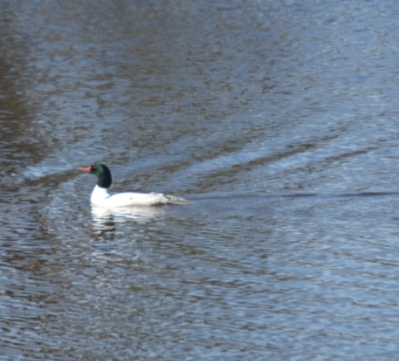 Additional Image 2