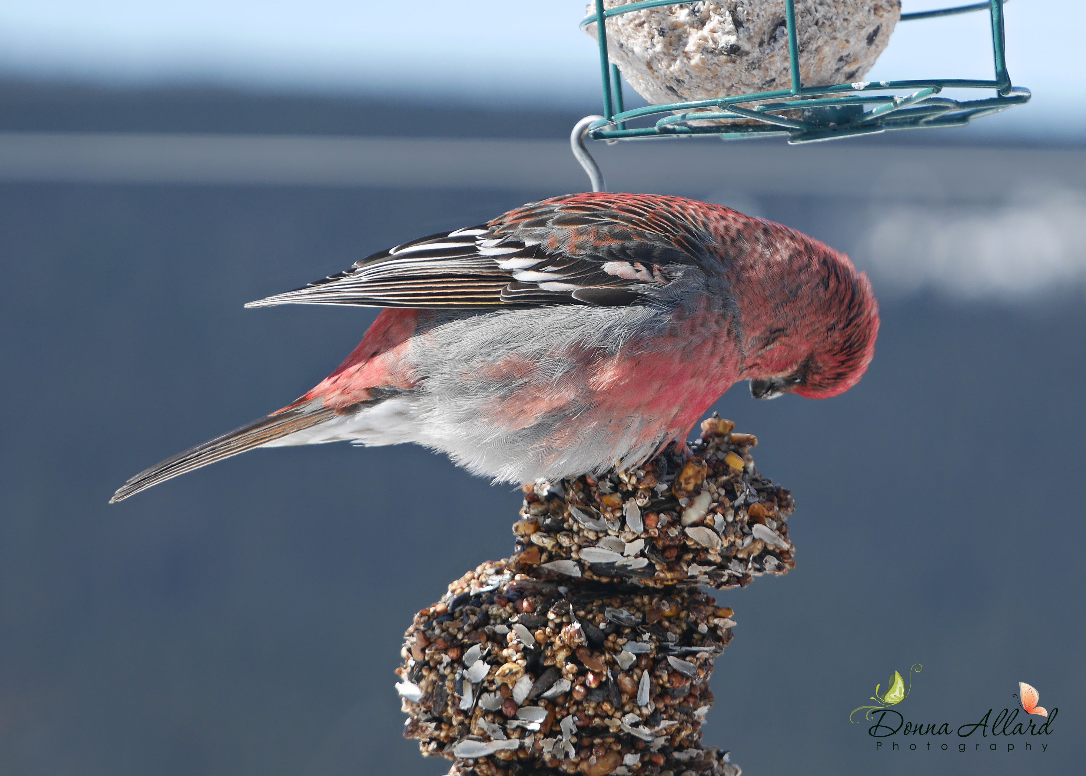 Featured Image