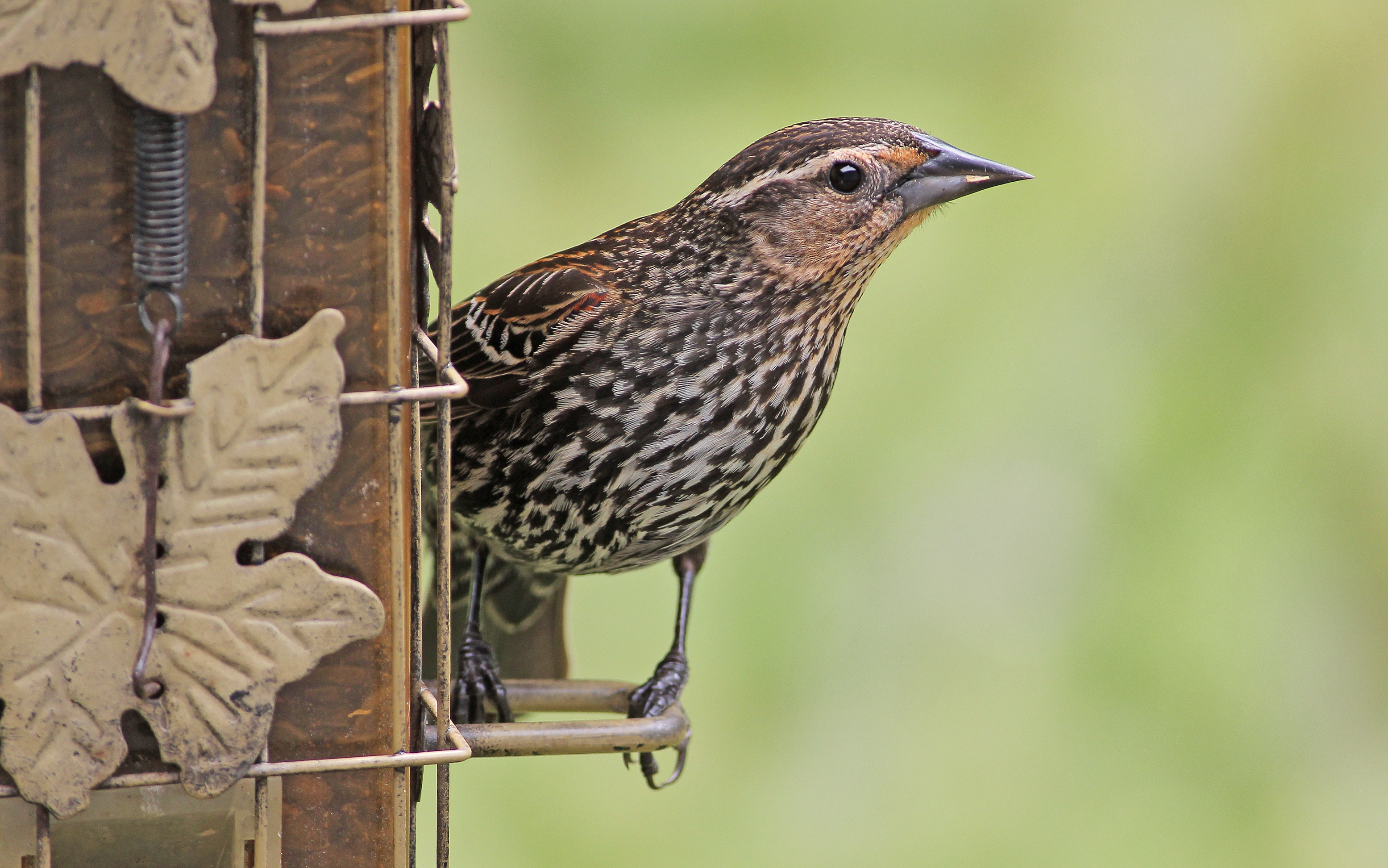 Featured Image