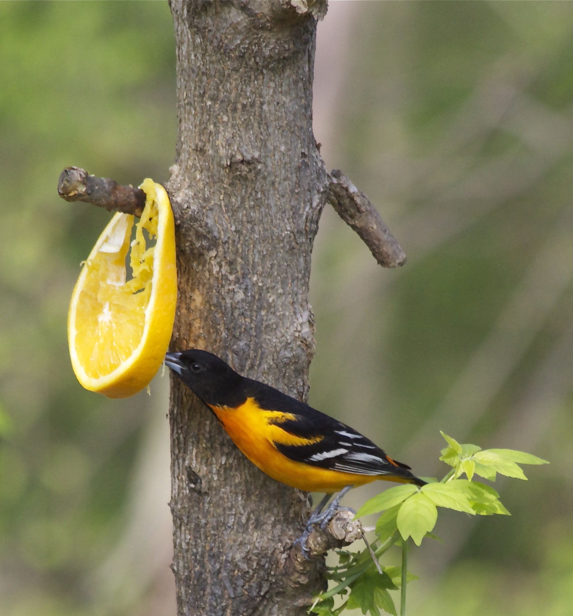 Featured Image