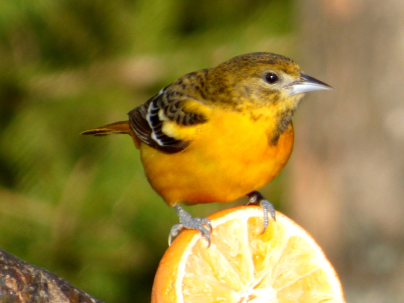 Featured Image