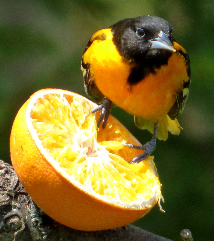 Featured Image