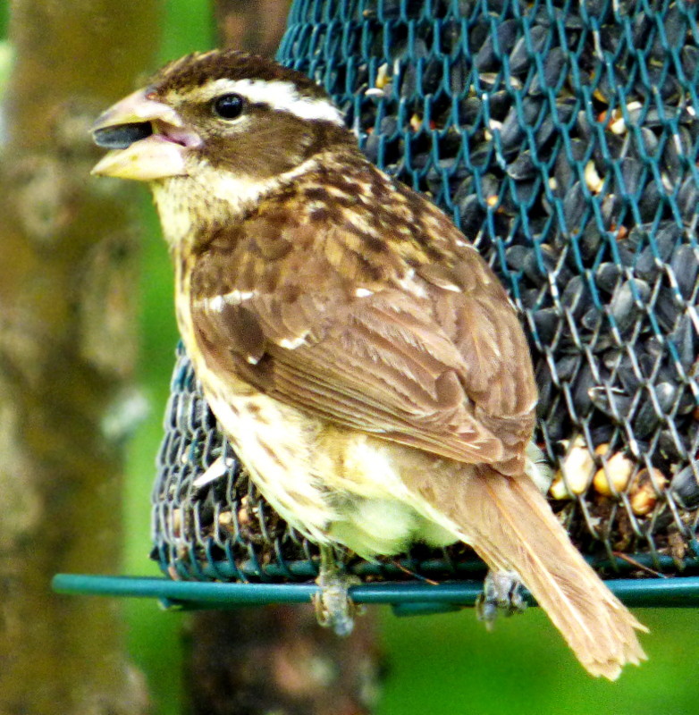 Featured Image