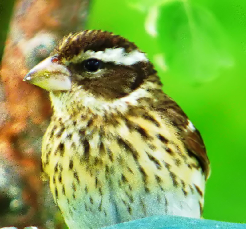 Featured Image