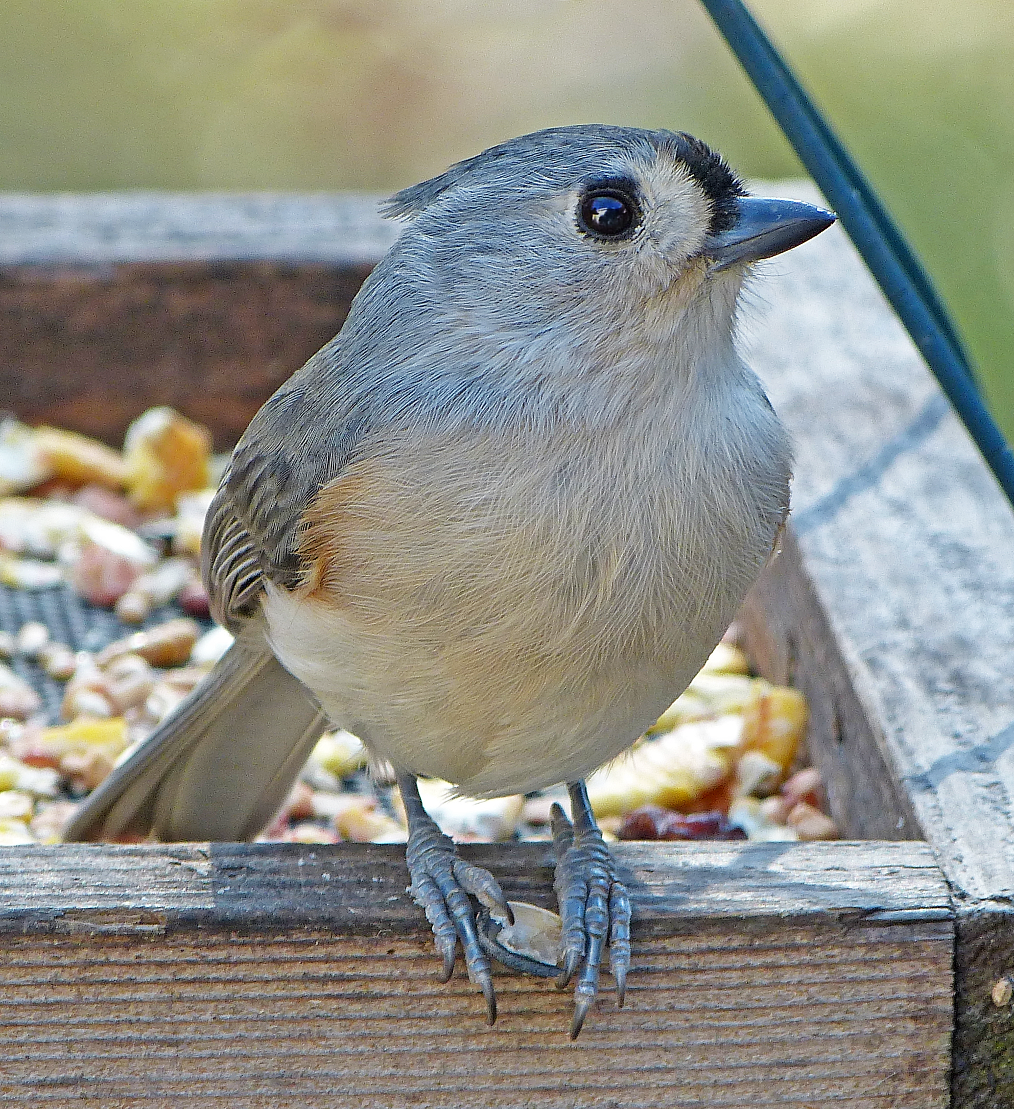 Featured Image