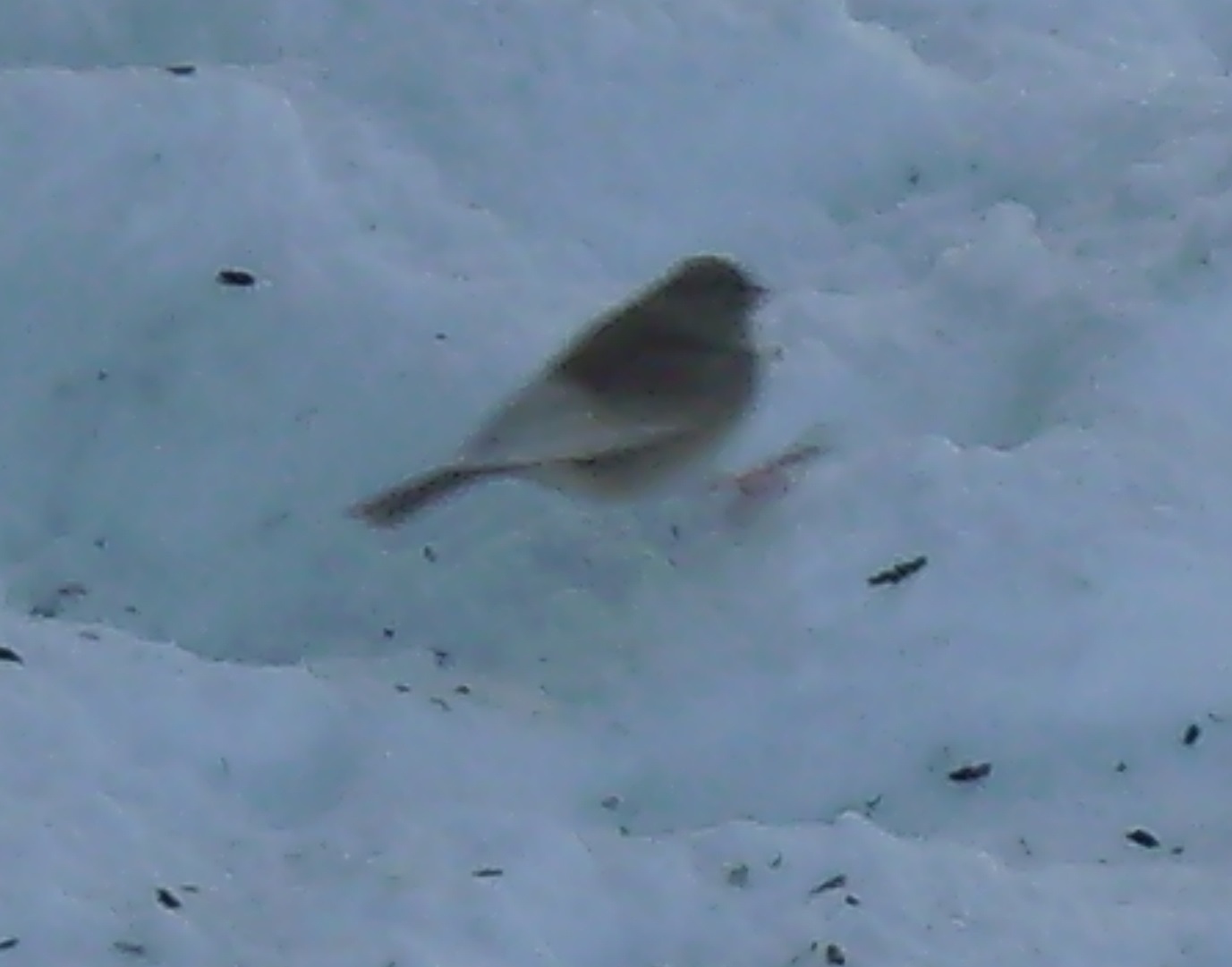Additional Image 4