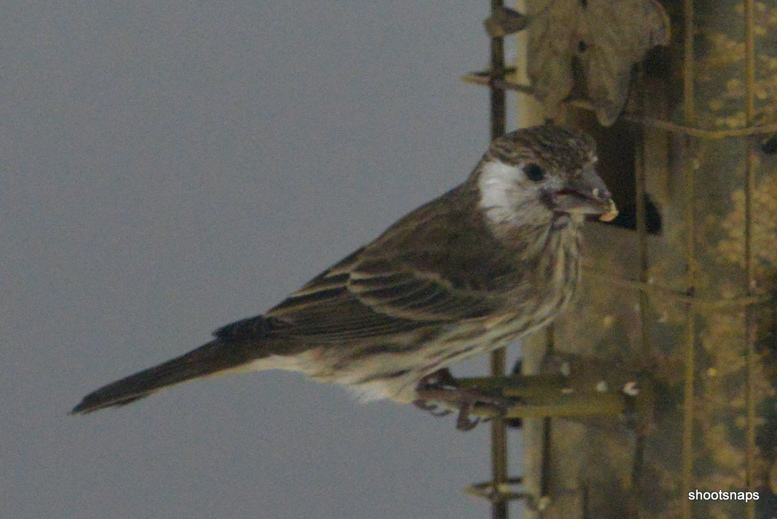 Additional Image 2