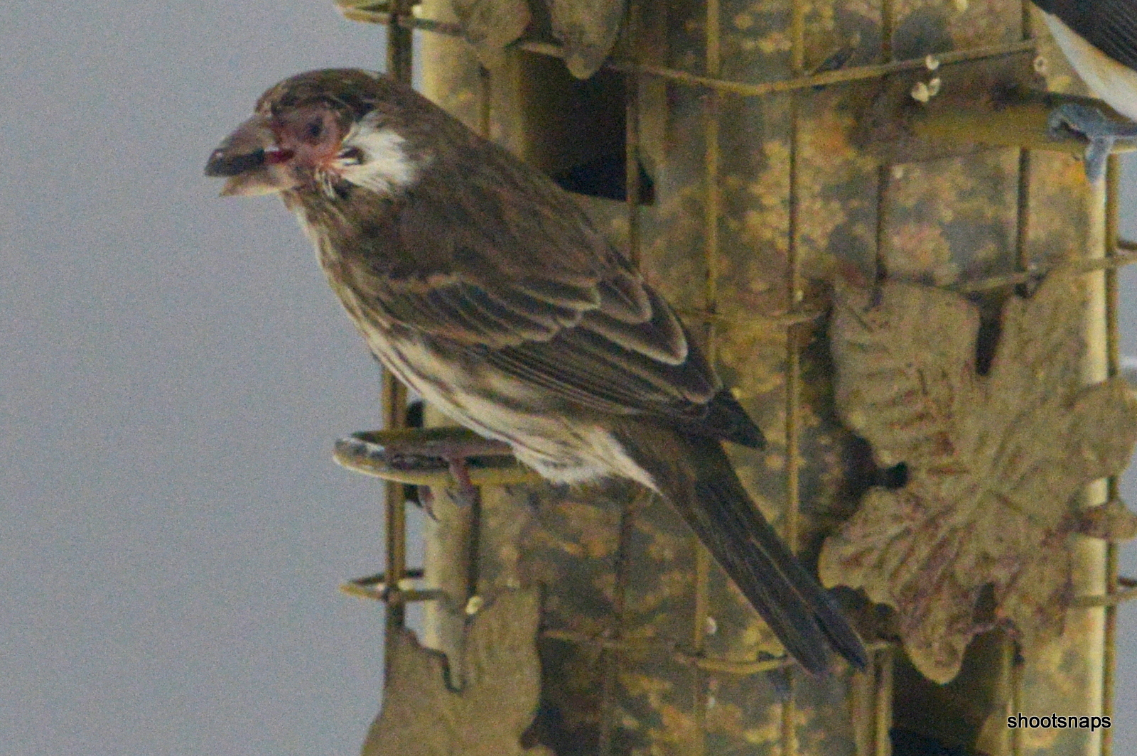 Additional Image 3