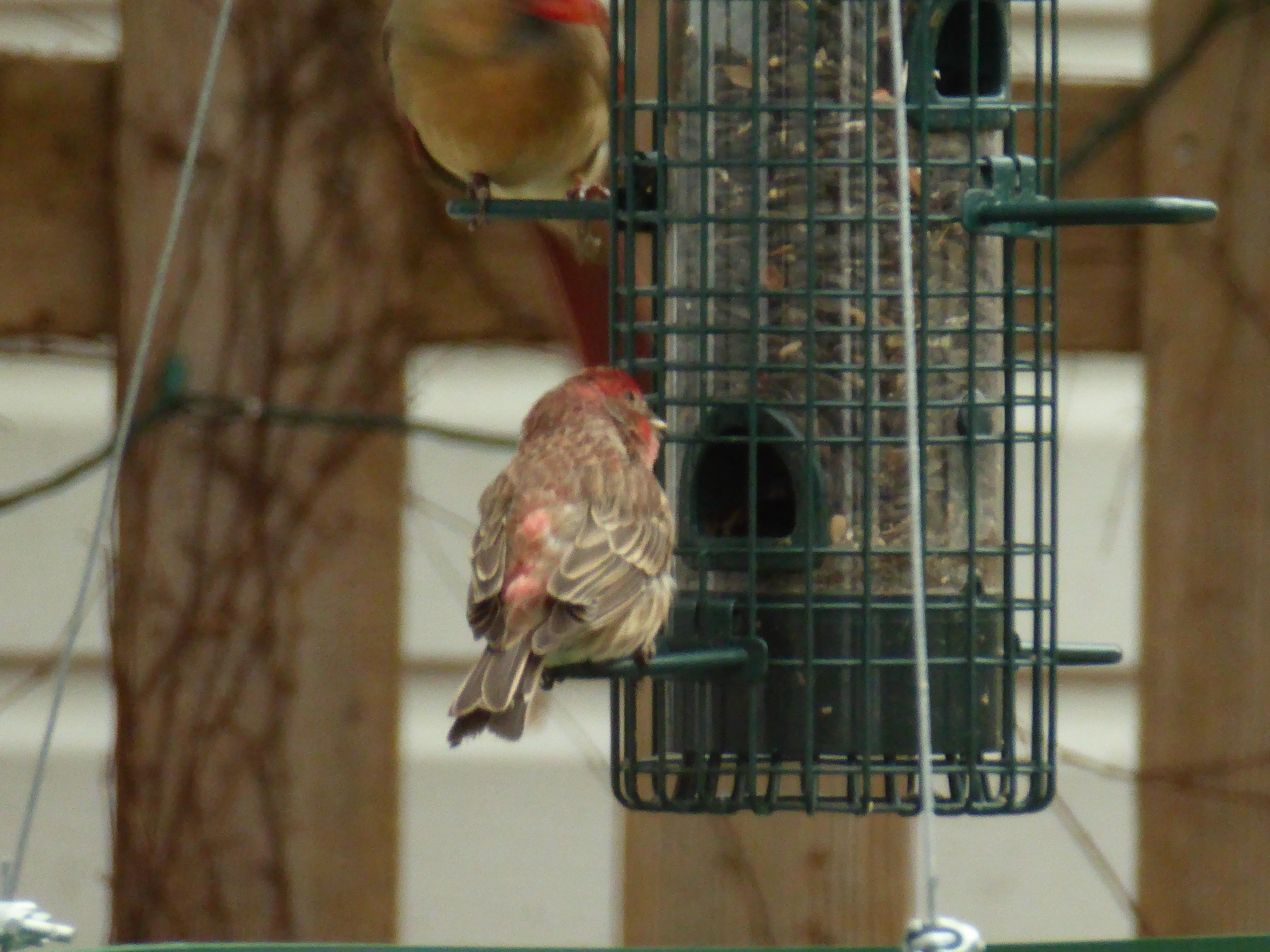 Additional Image 3