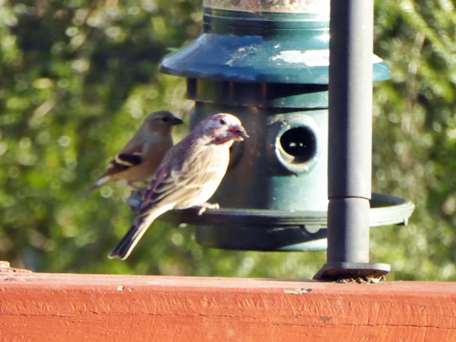 Additional Image 2