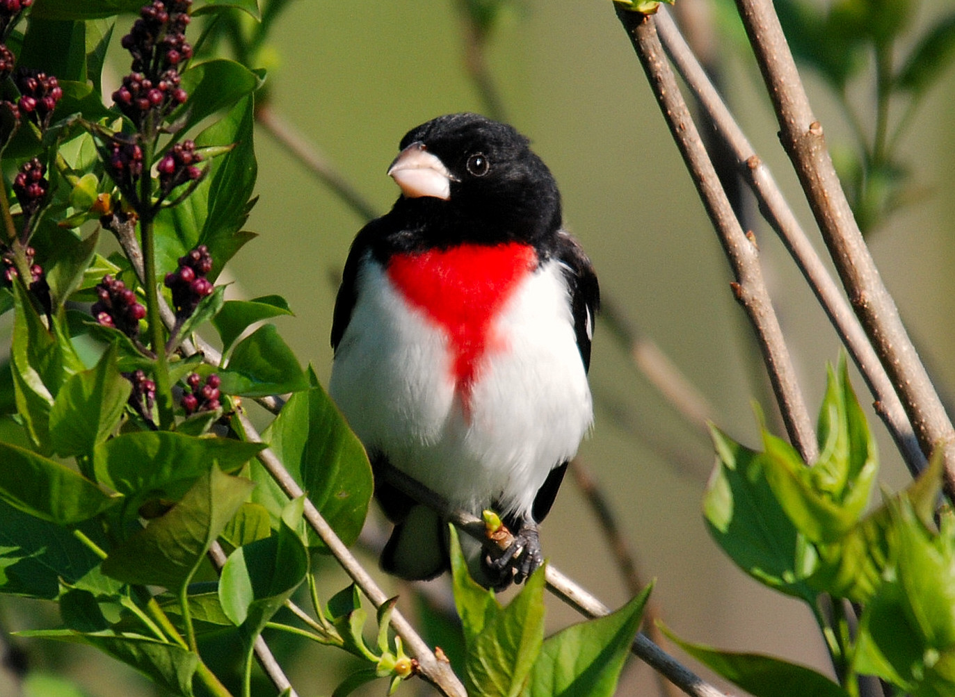 Featured Image