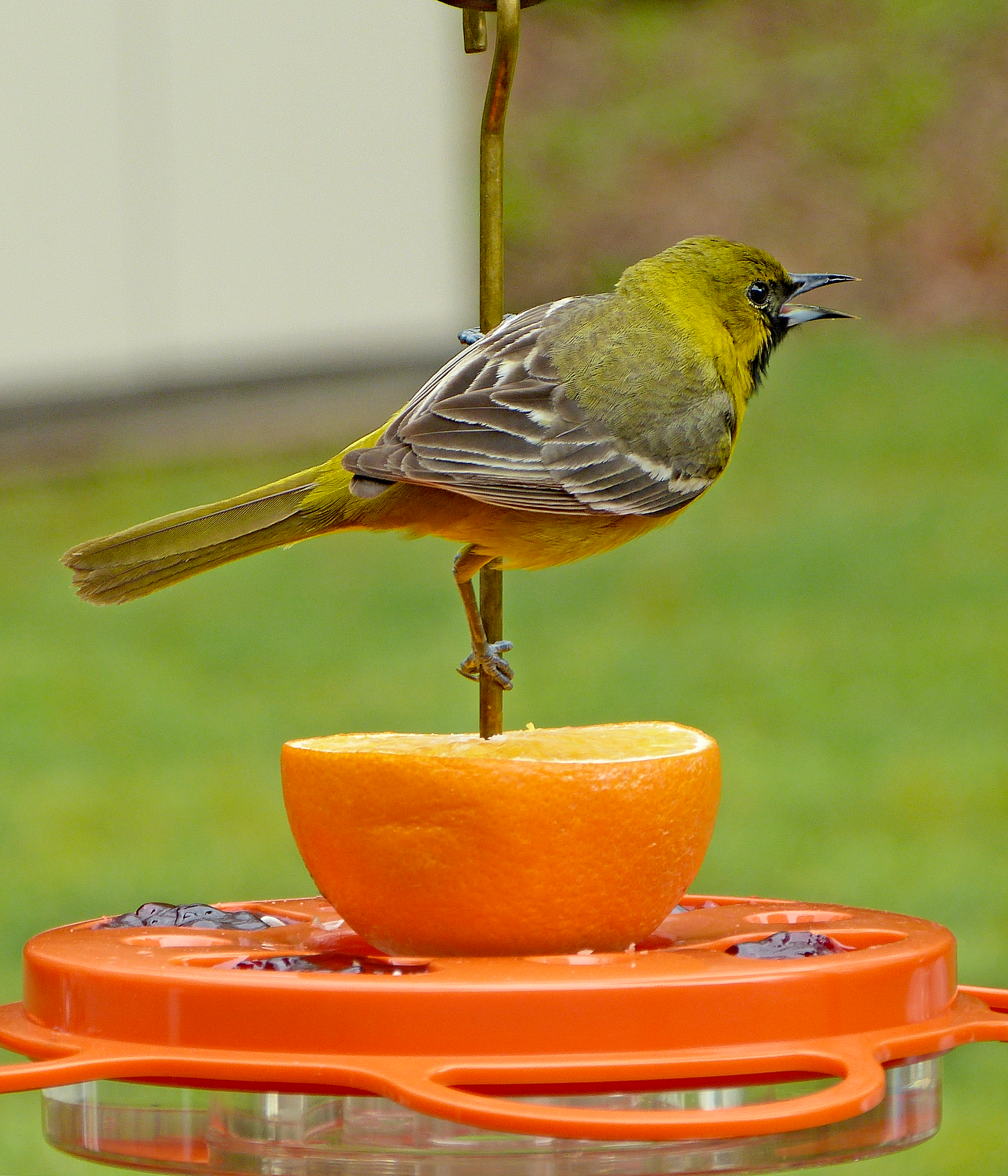 Featured Image