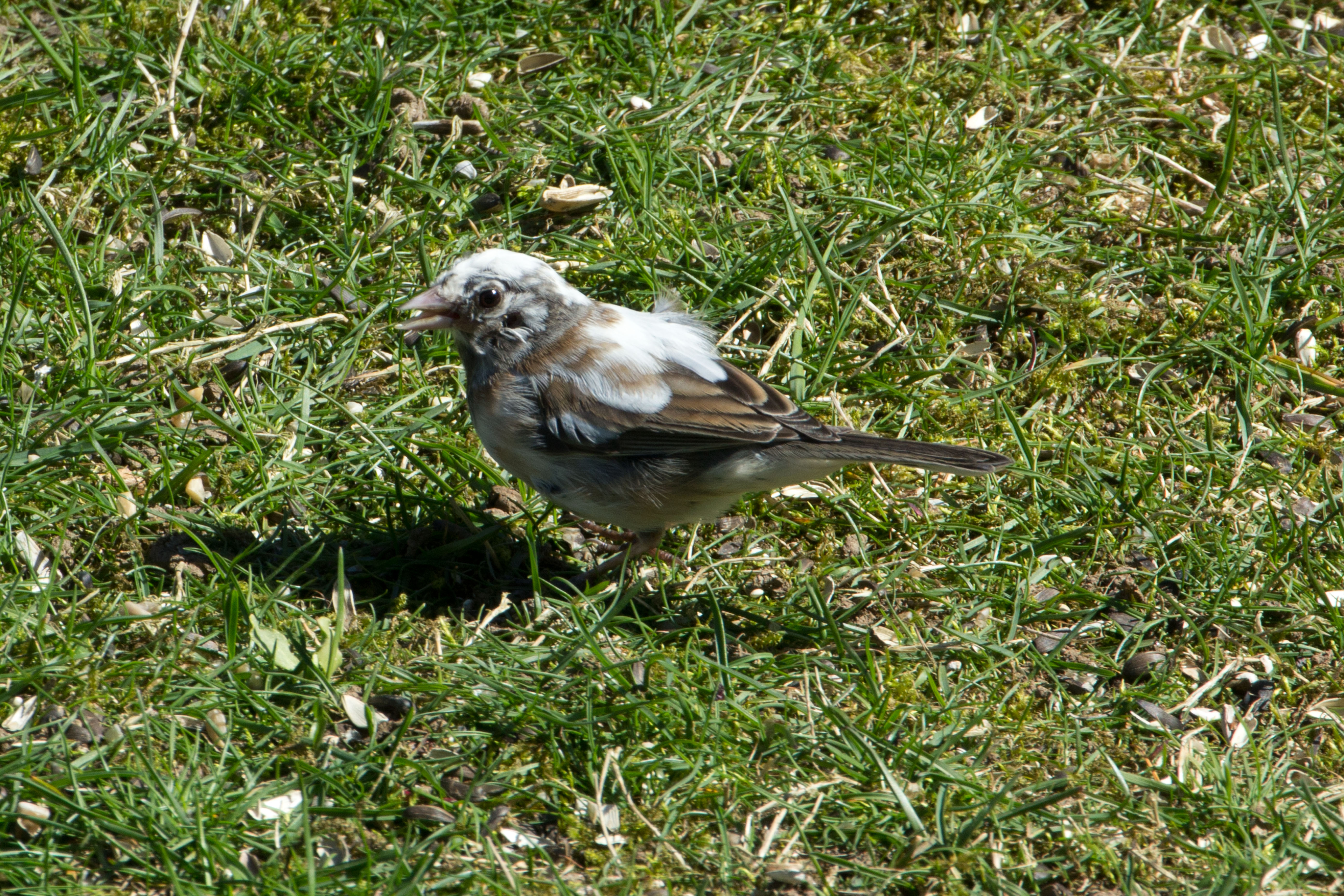 Additional Image 2