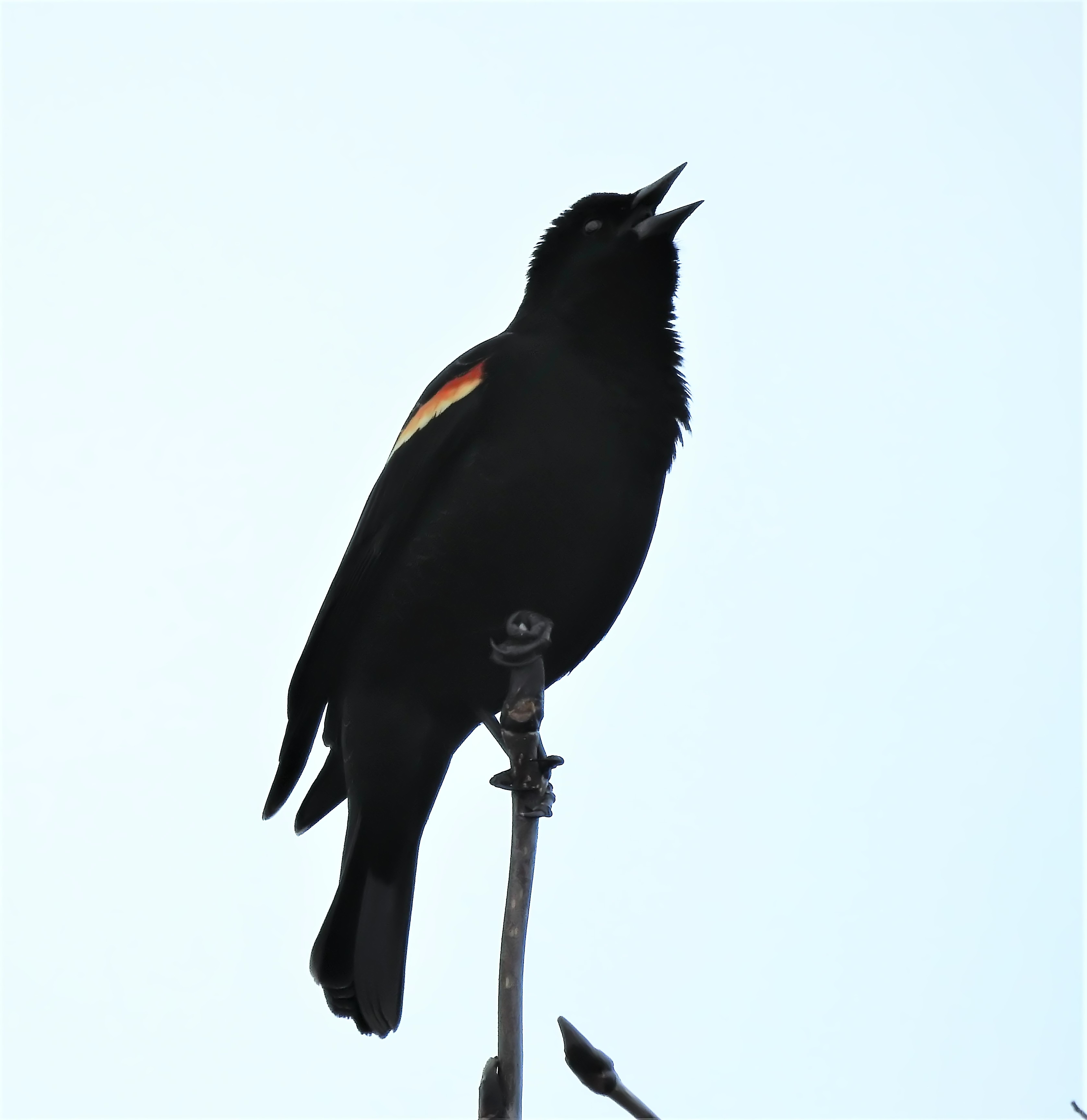 Featured Image