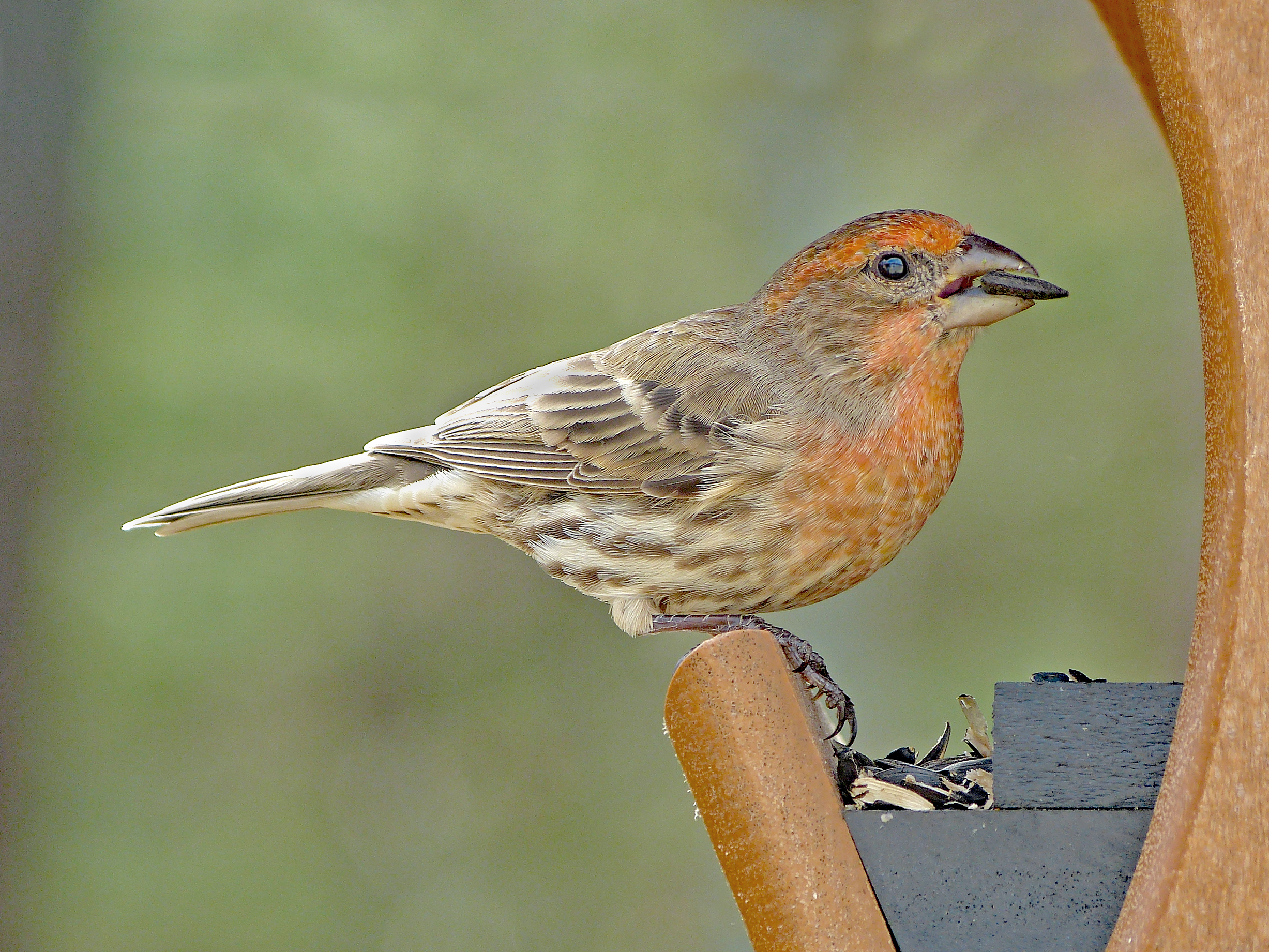 Featured Image