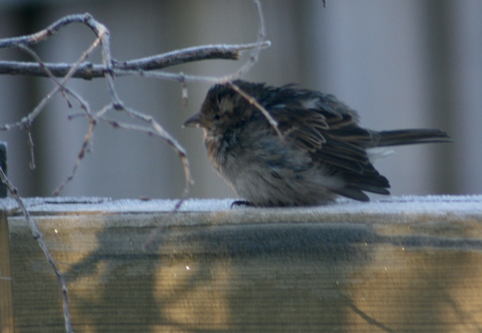 Additional Image 2