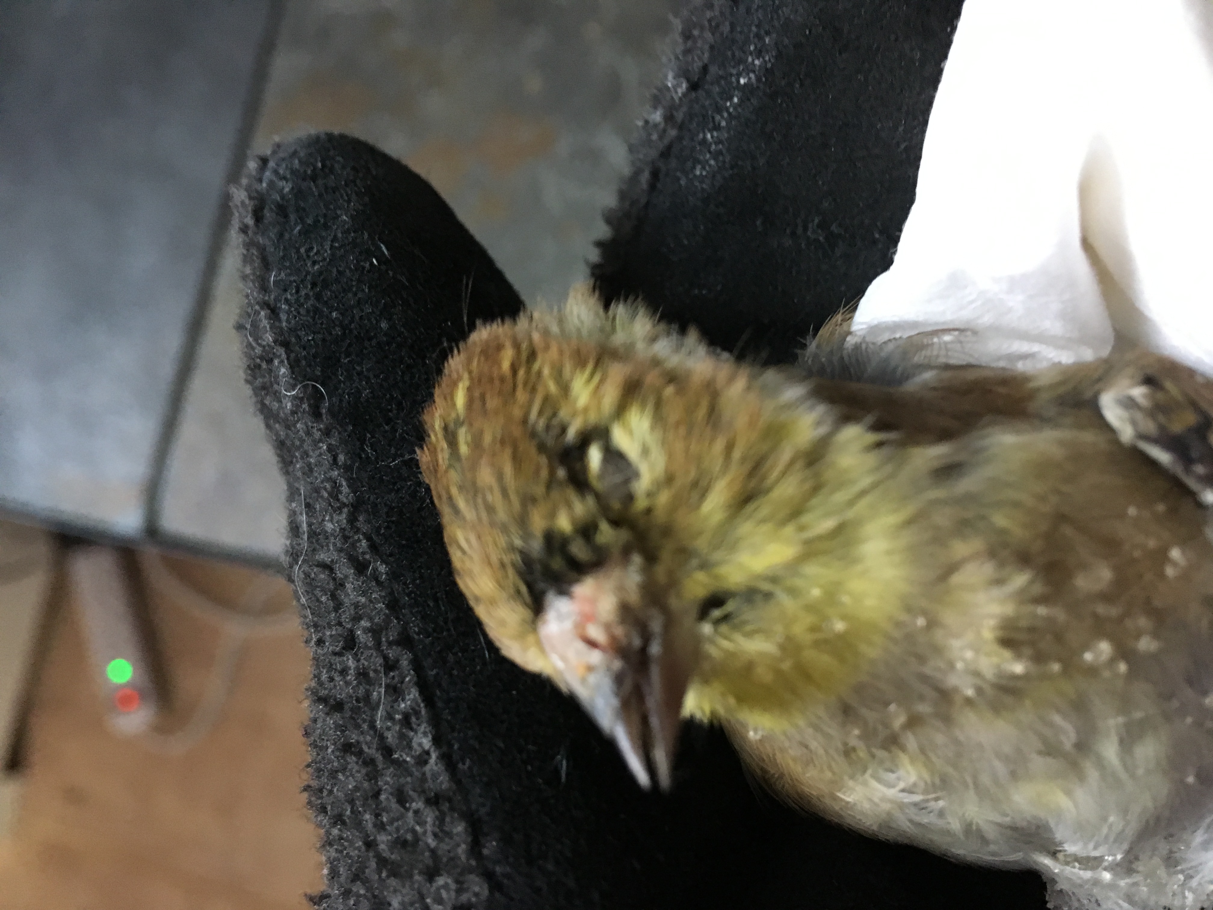 Additional Image 2