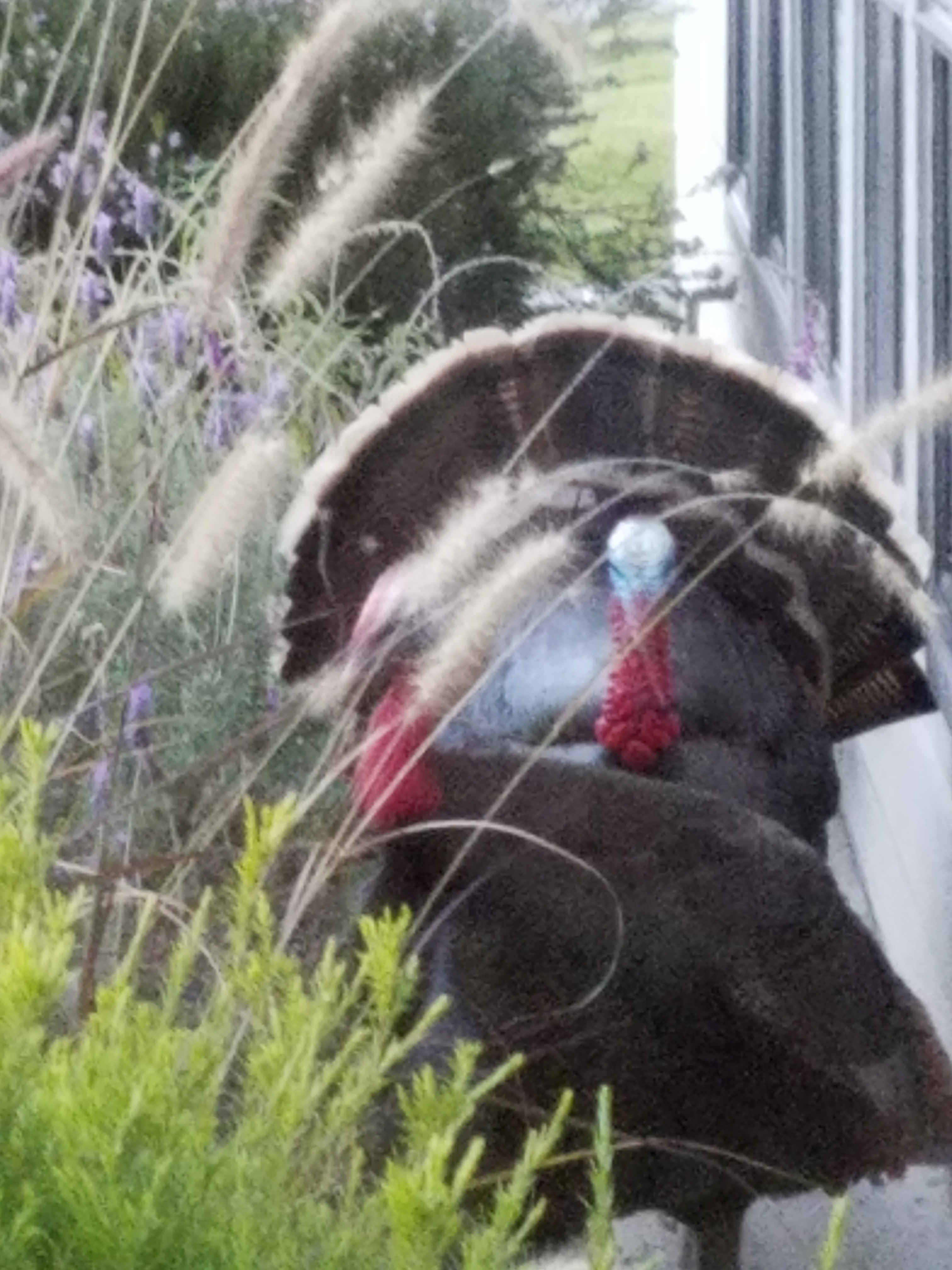 Additional Image 2