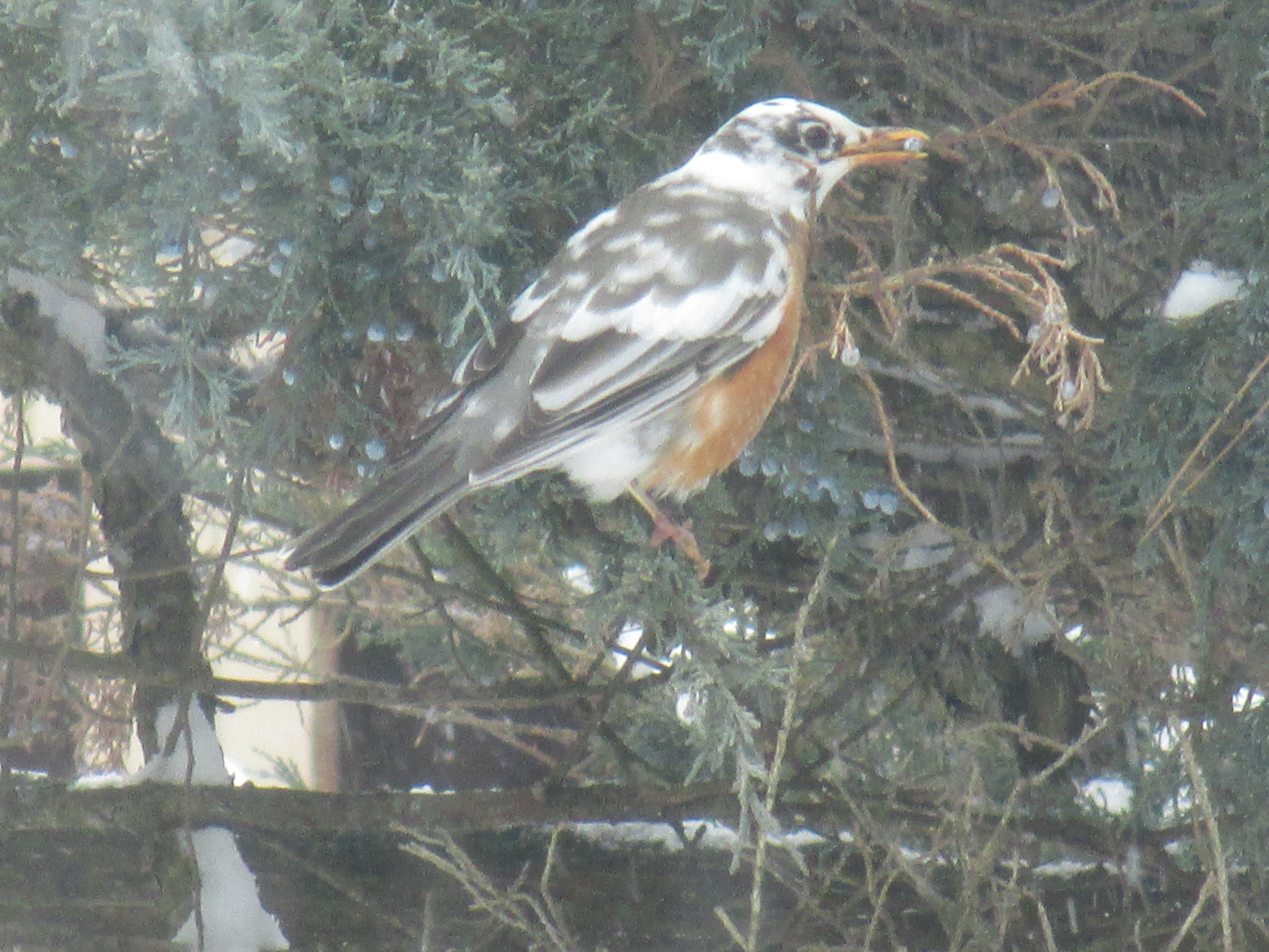 Additional Image 2