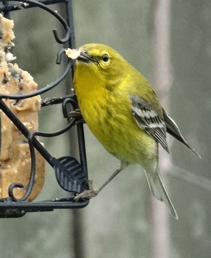Featured Image