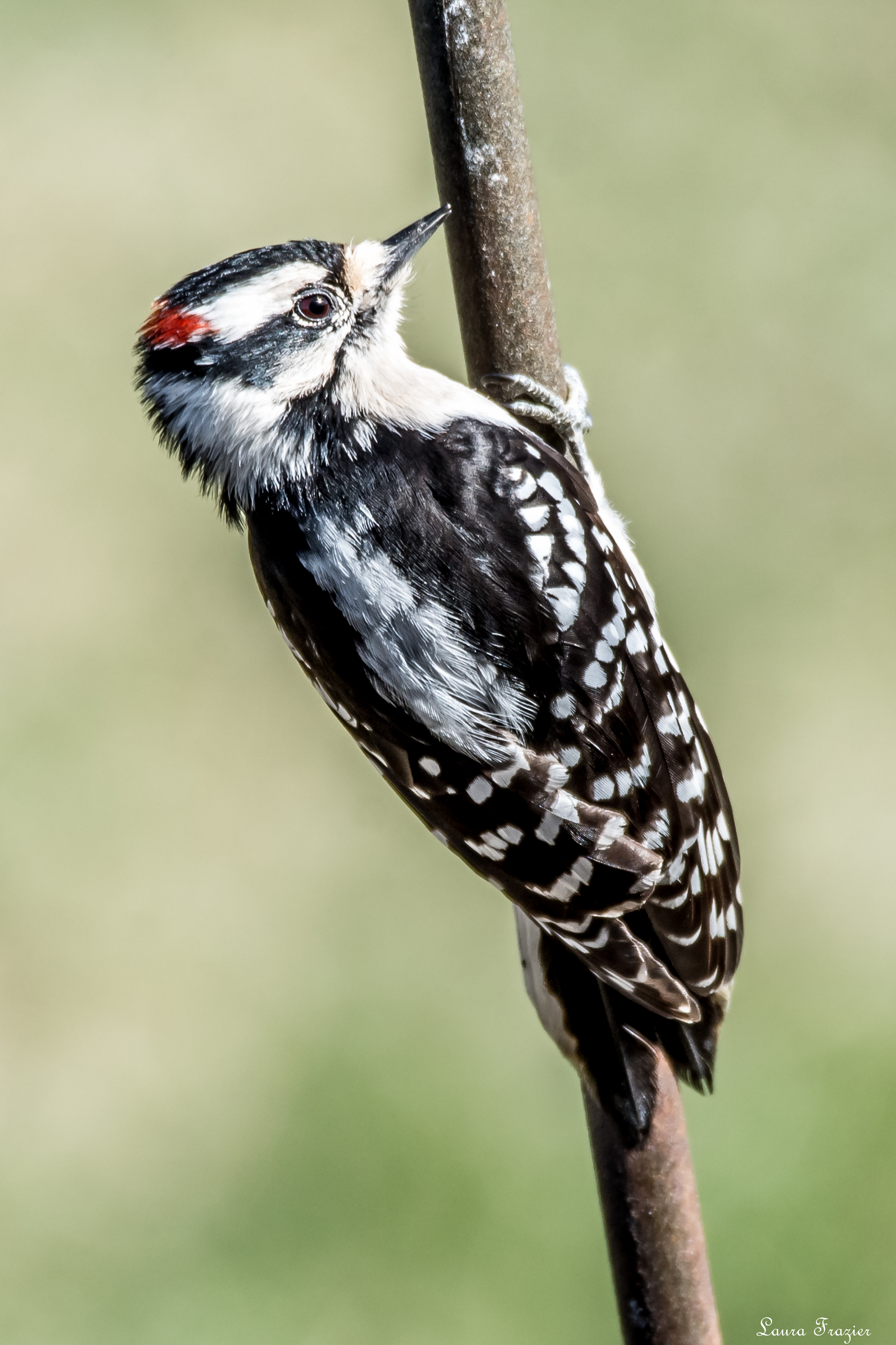 Featured Image