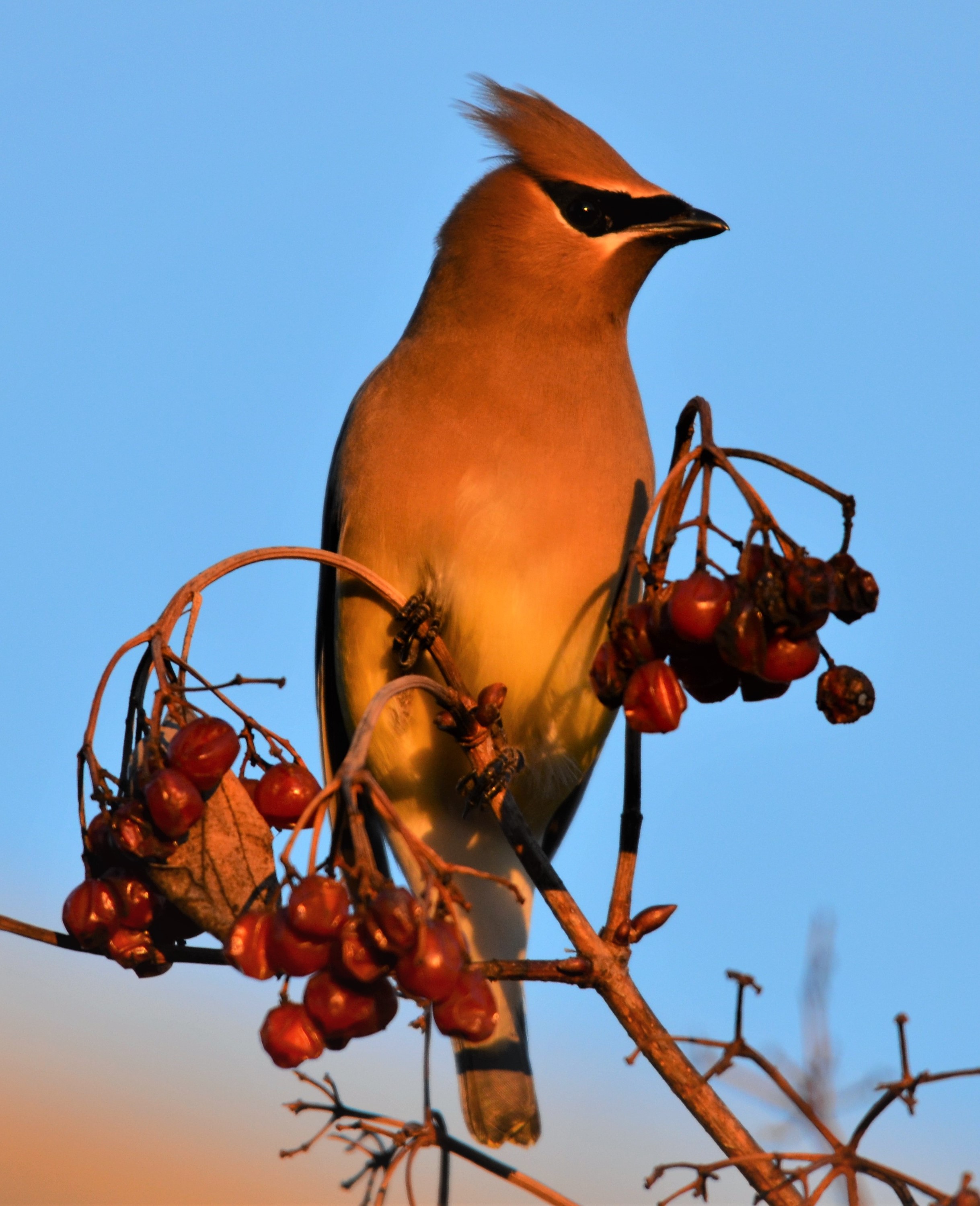 Featured Image