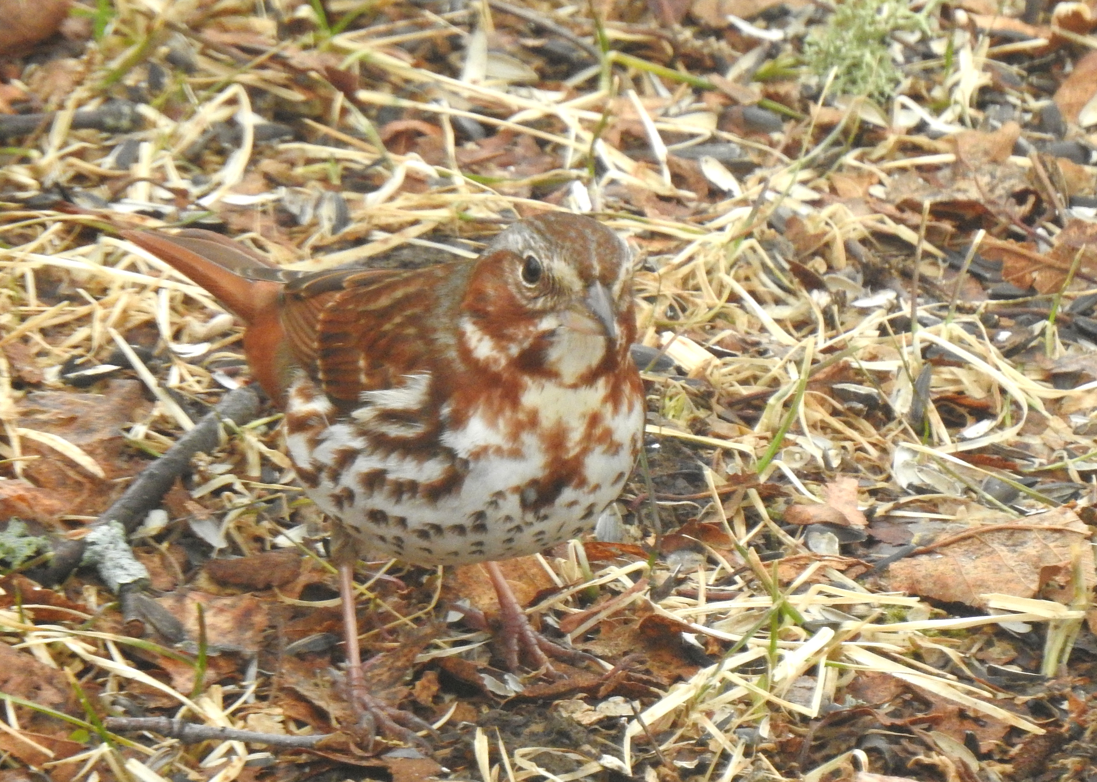 Additional Image 2