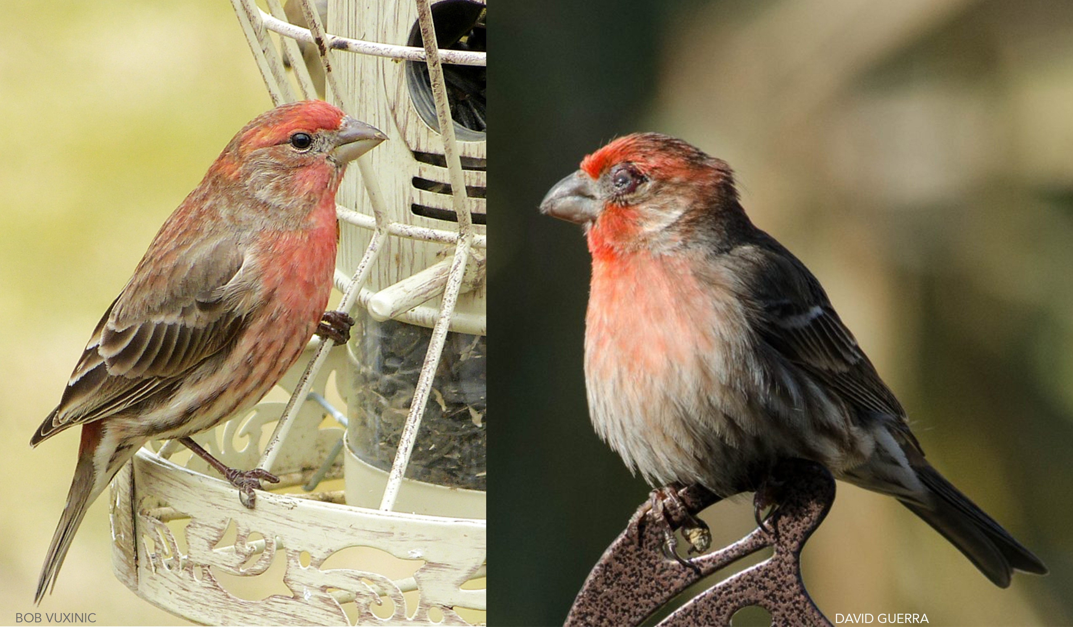 House Finch Eye Disease: Increased virulence as disease progresses -  Project FeederWatch, image size:3476x2032