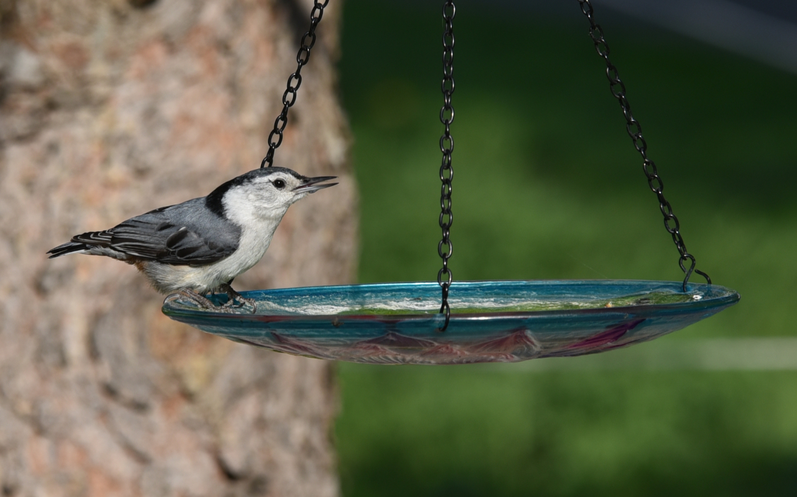 Featured Image