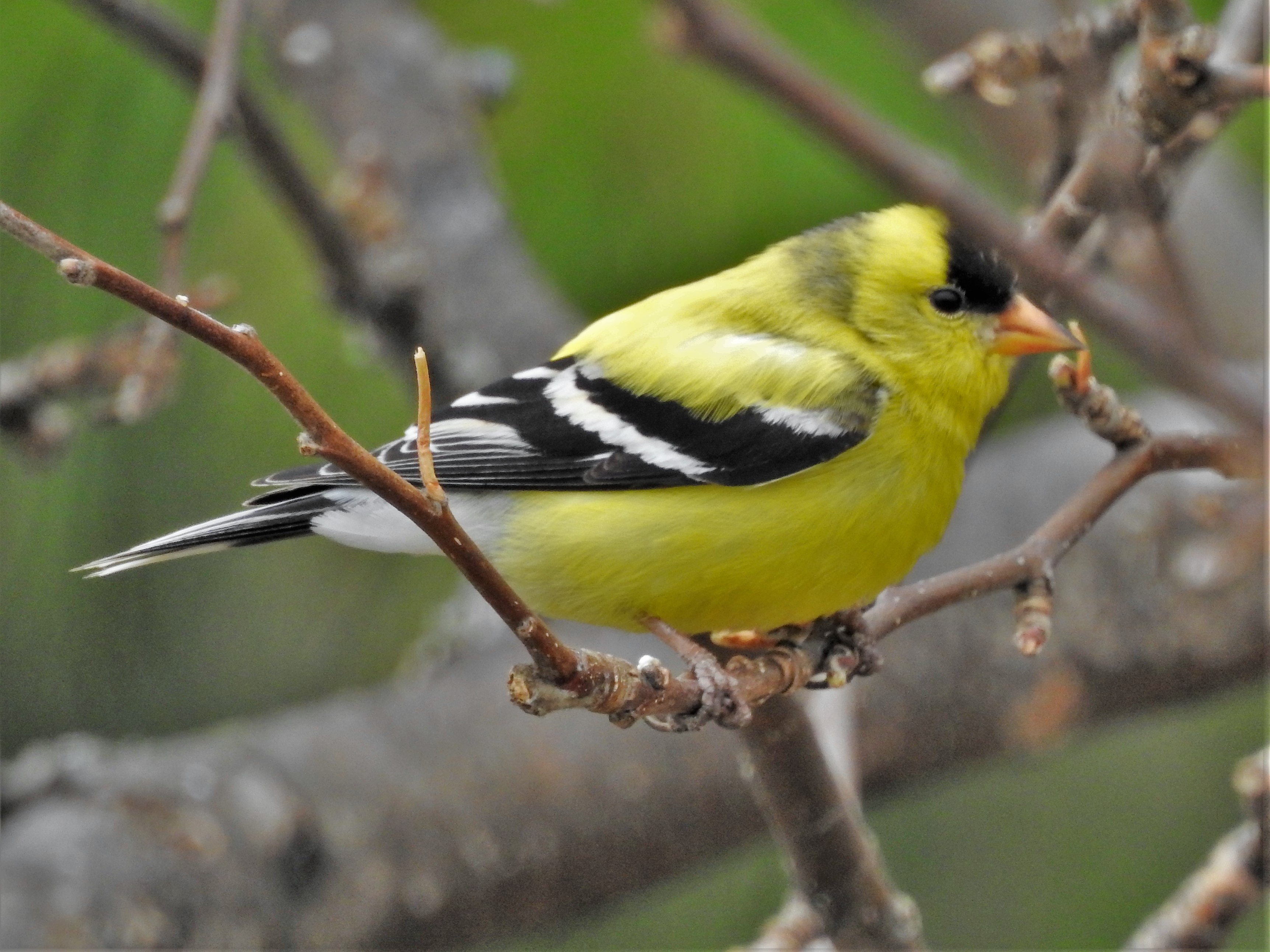 Featured Image