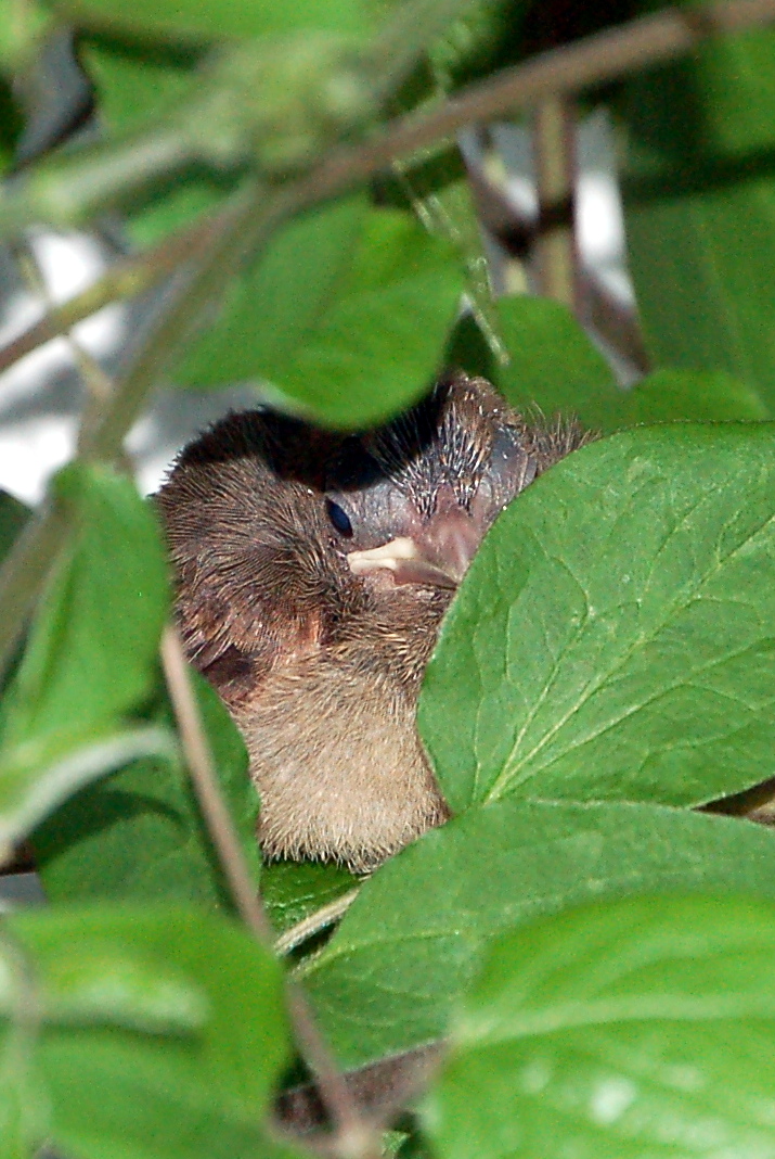 Additional Image 2