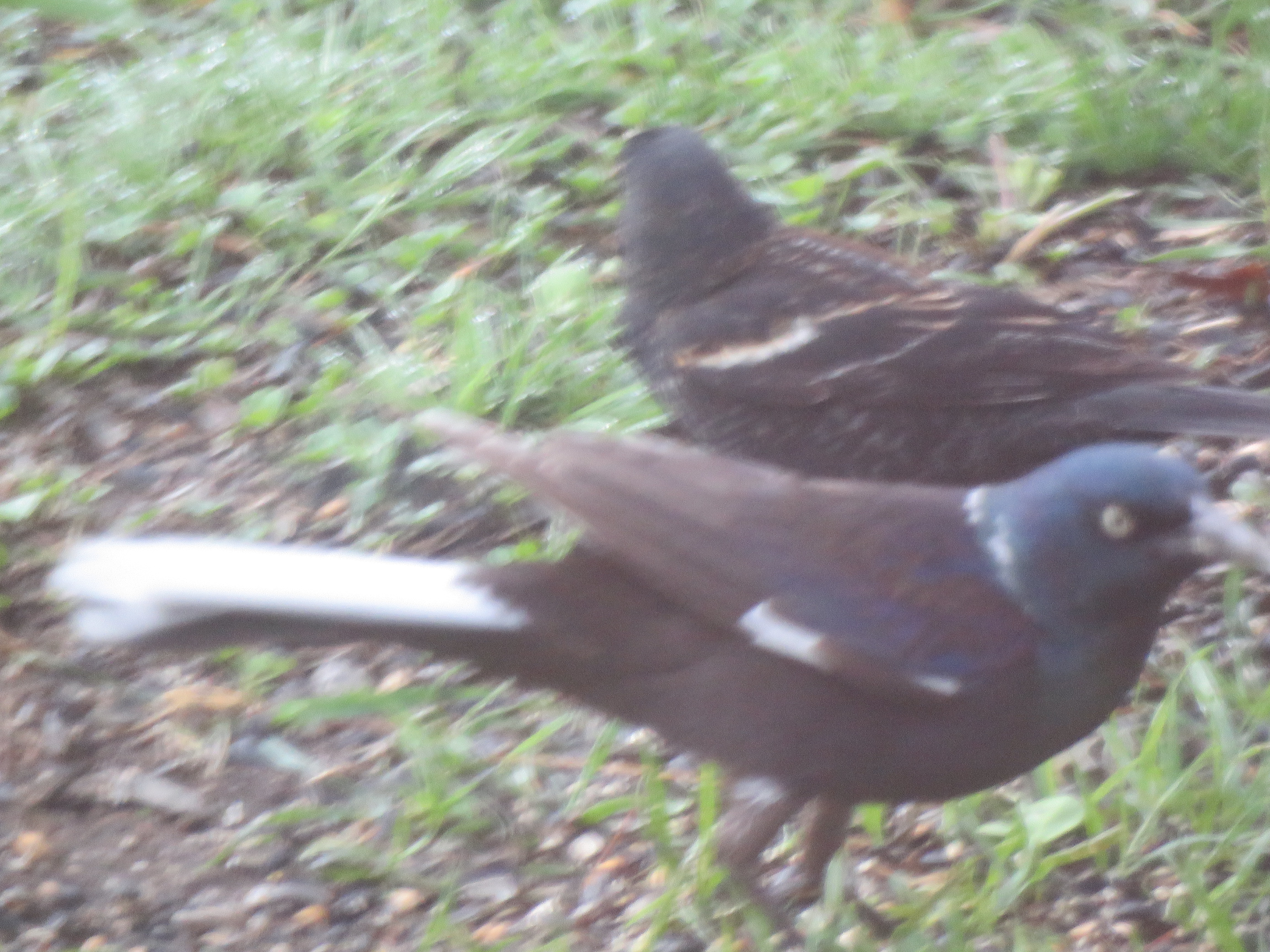Additional Image 2