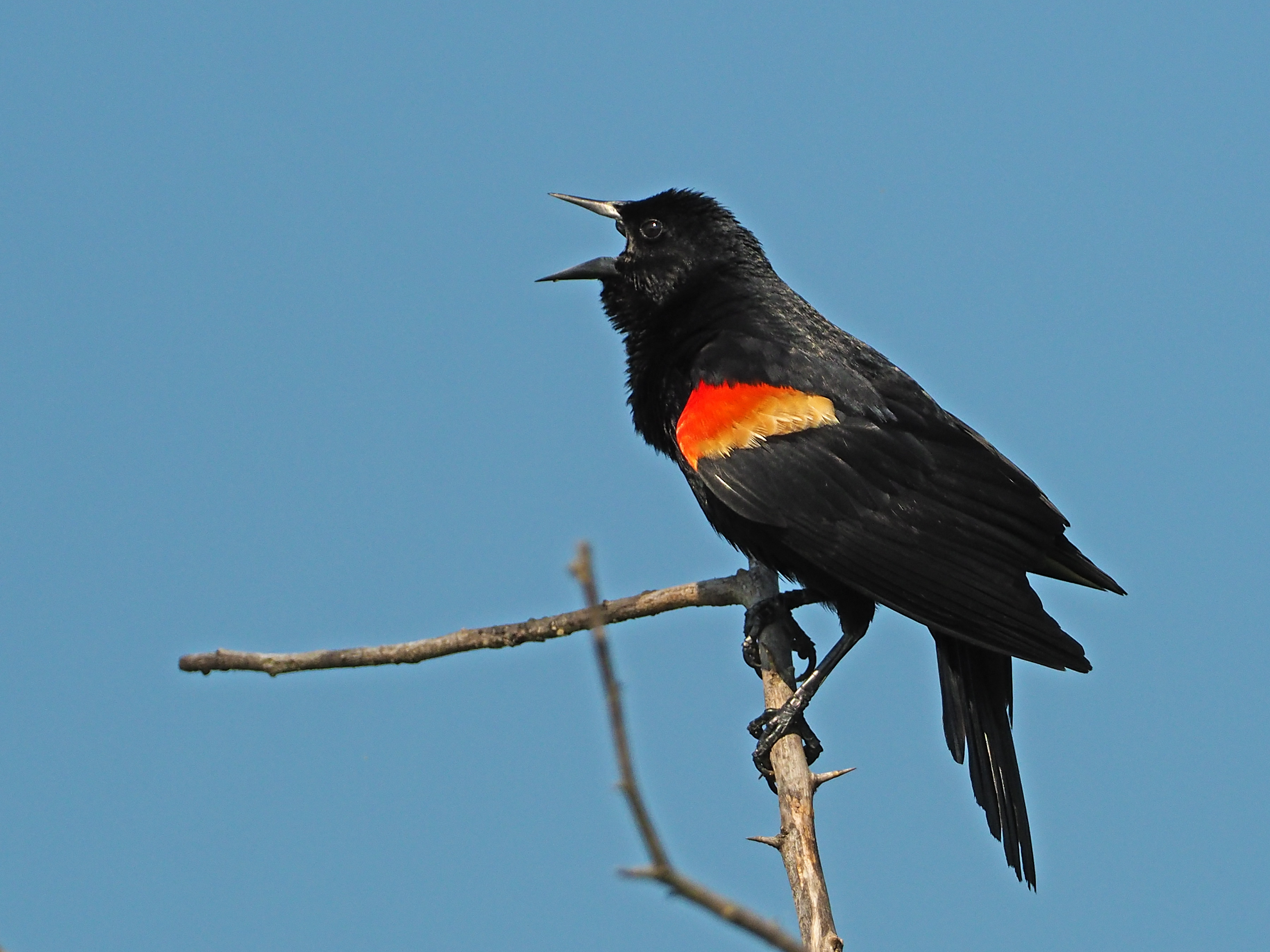 Featured Image