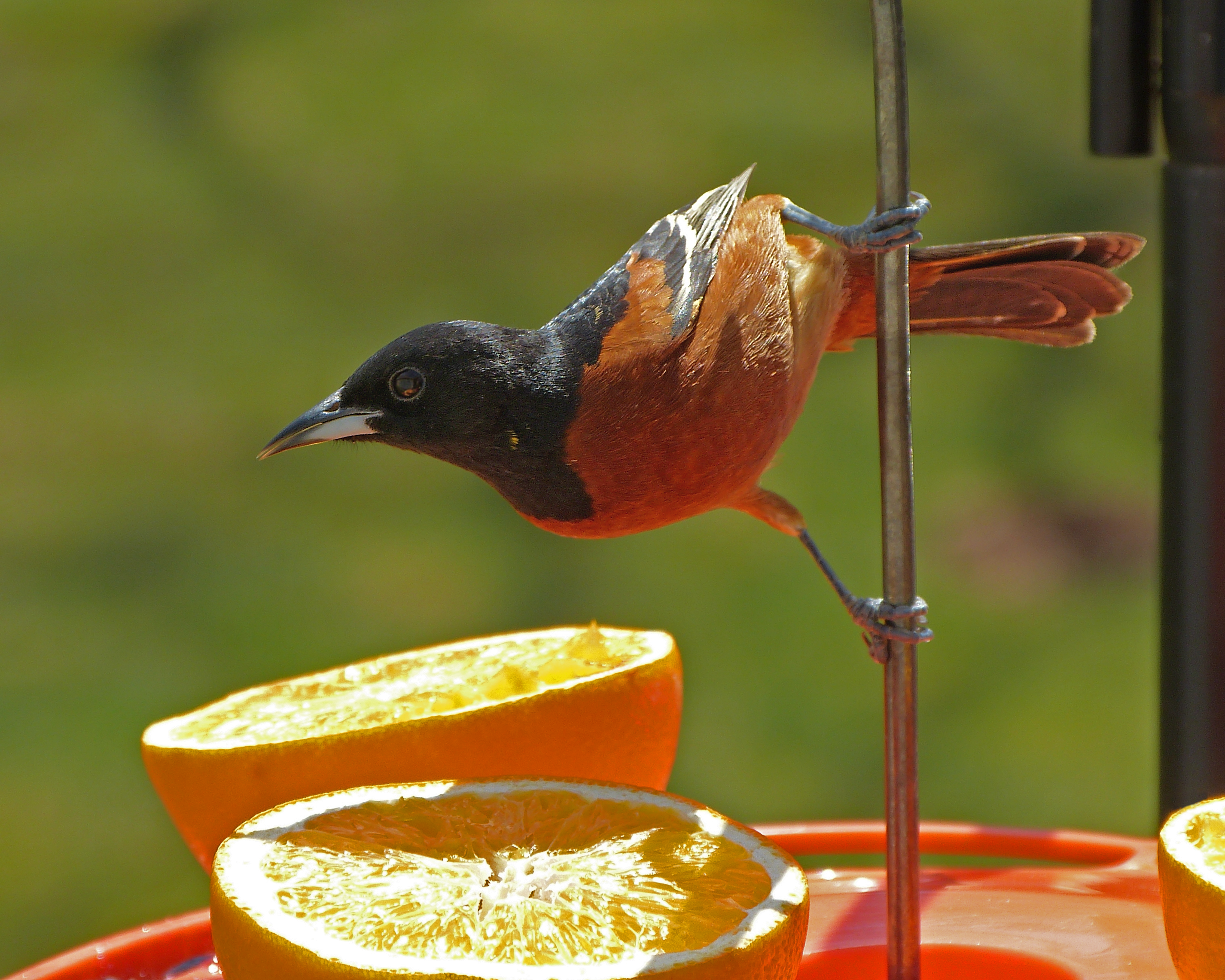 Featured Image