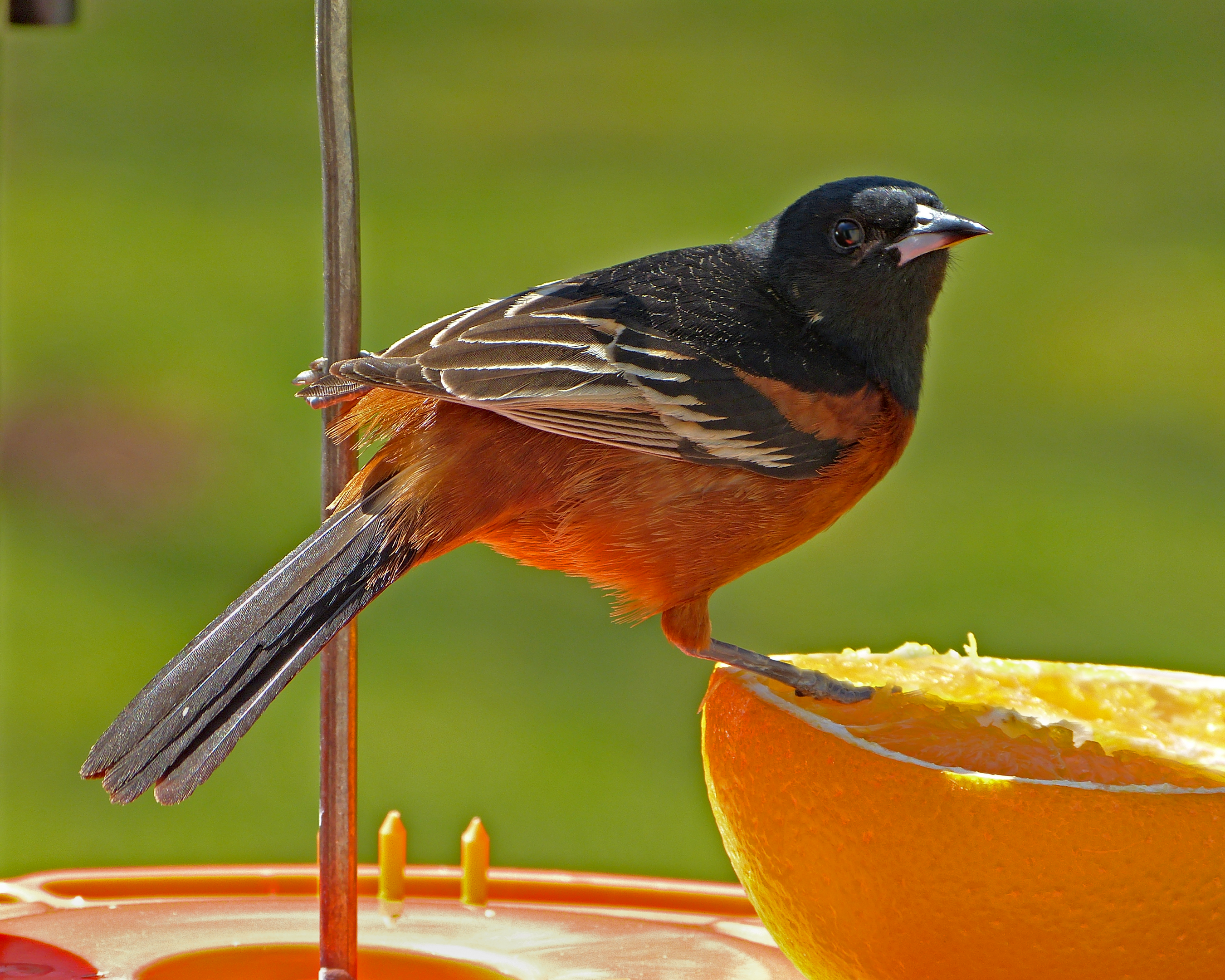 Featured Image