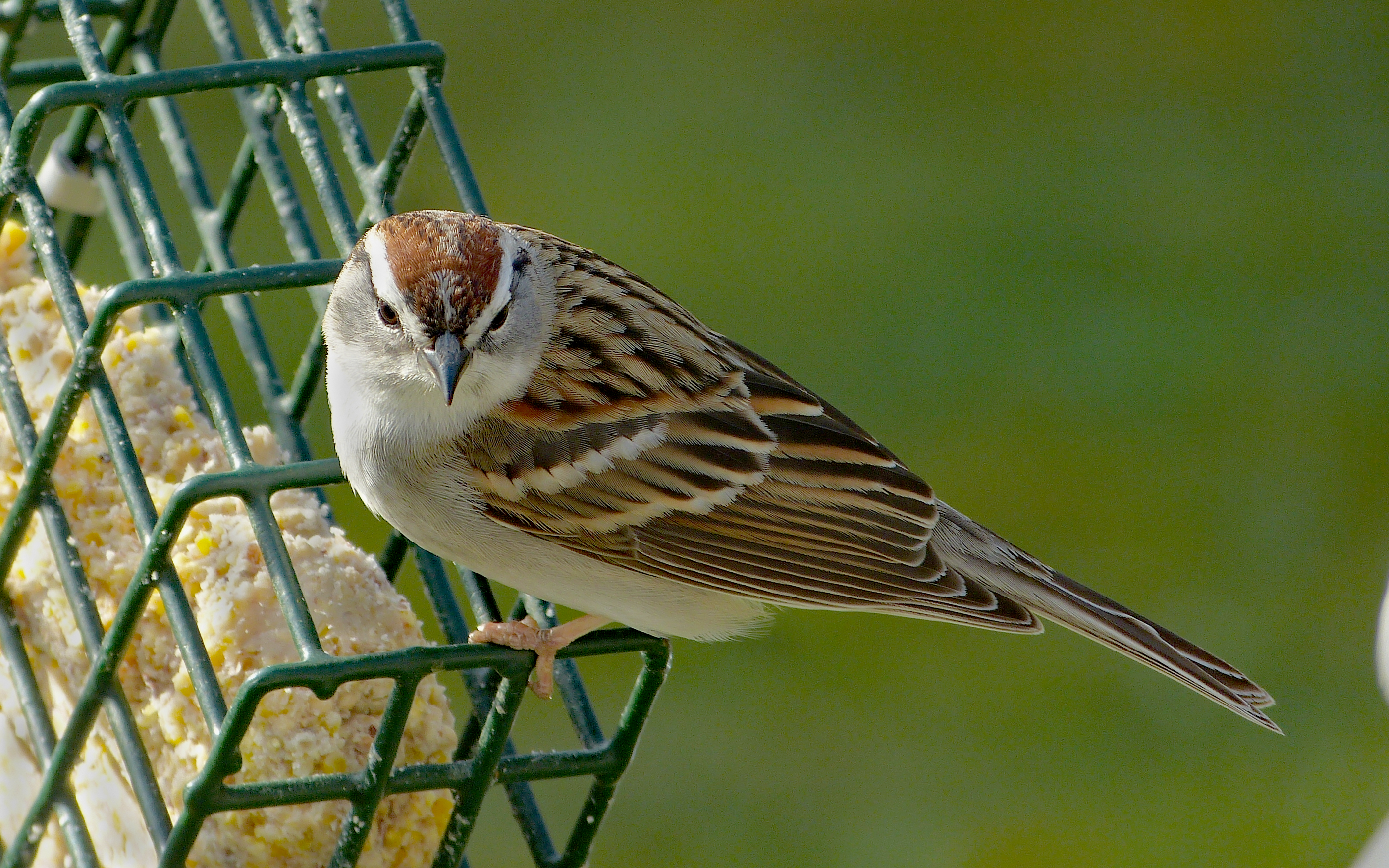 Featured Image