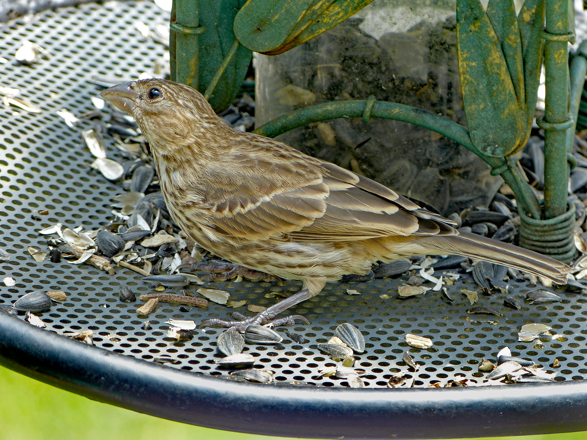 Featured Image