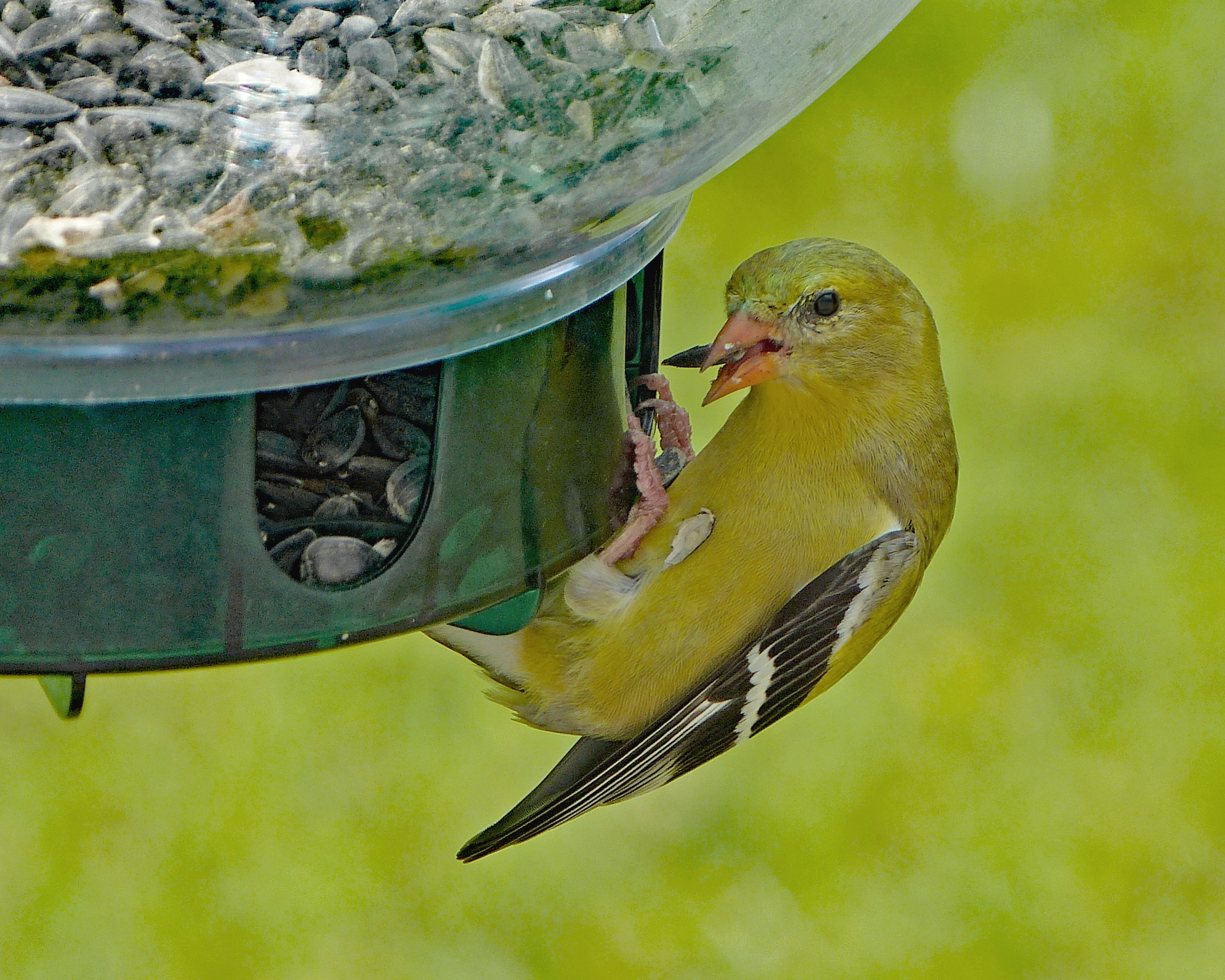 Featured Image