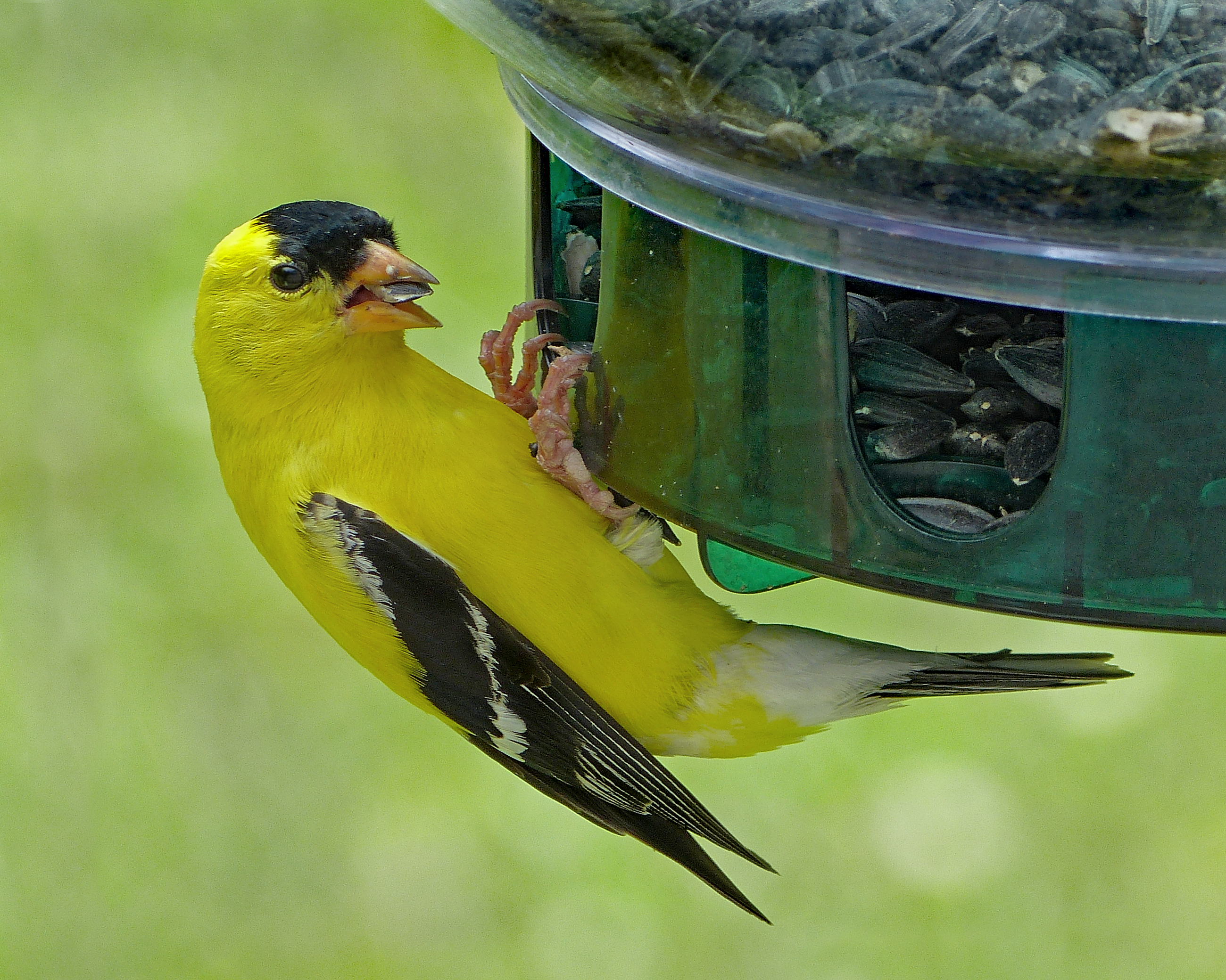 Featured Image