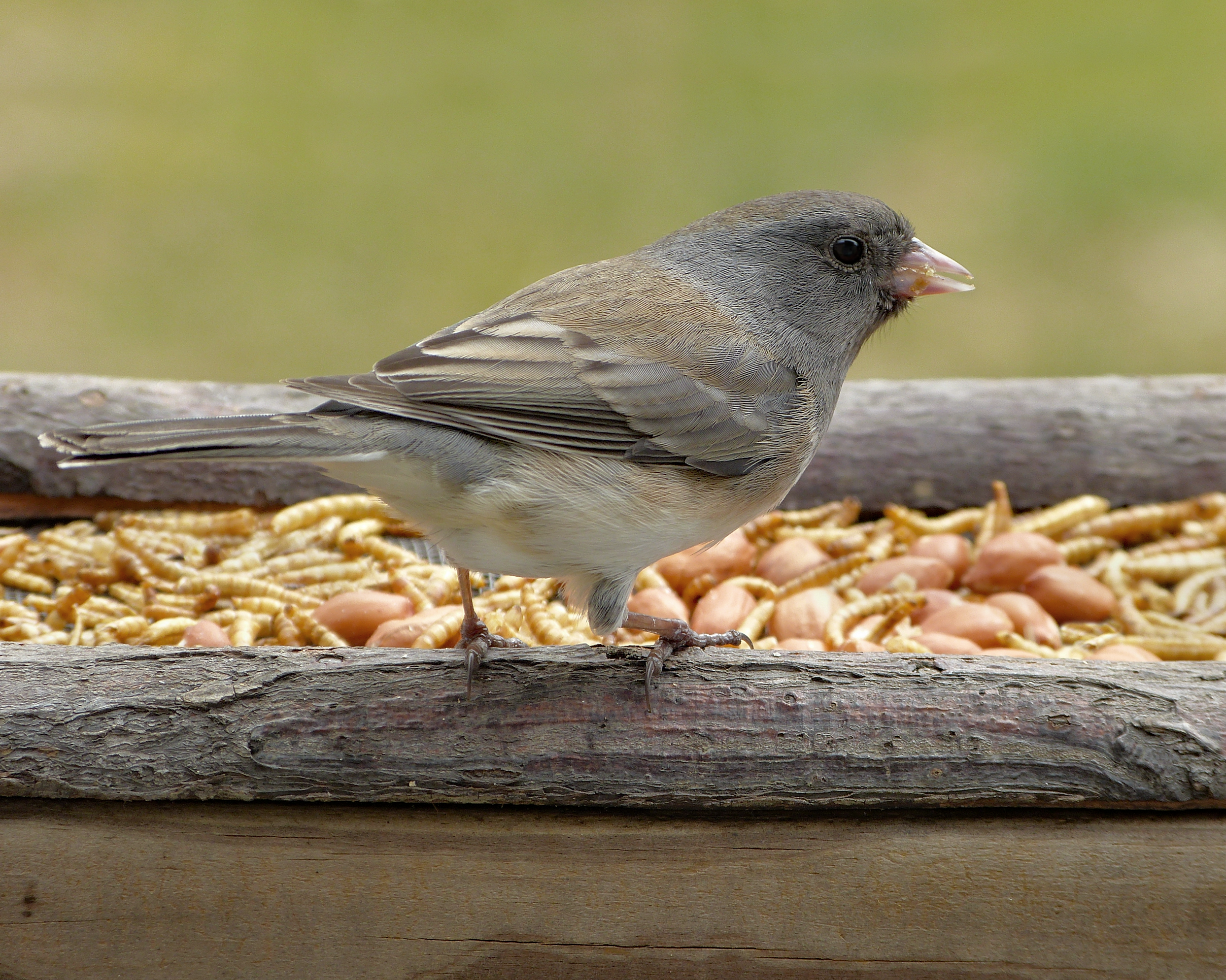 Featured Image