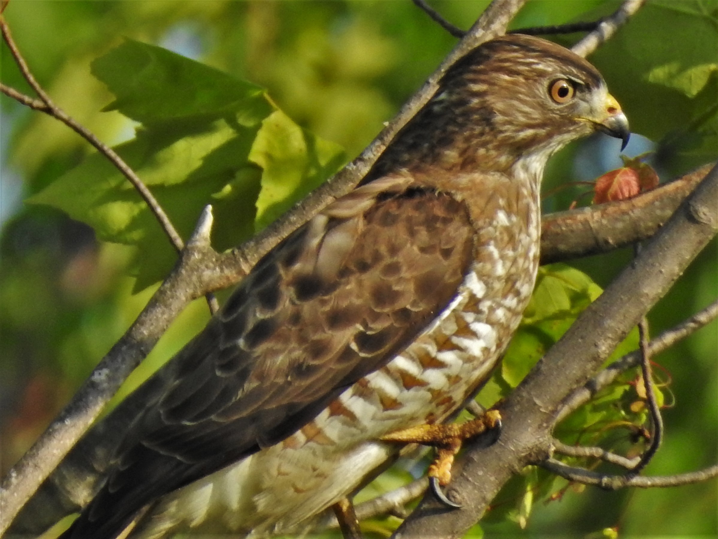 Featured Image