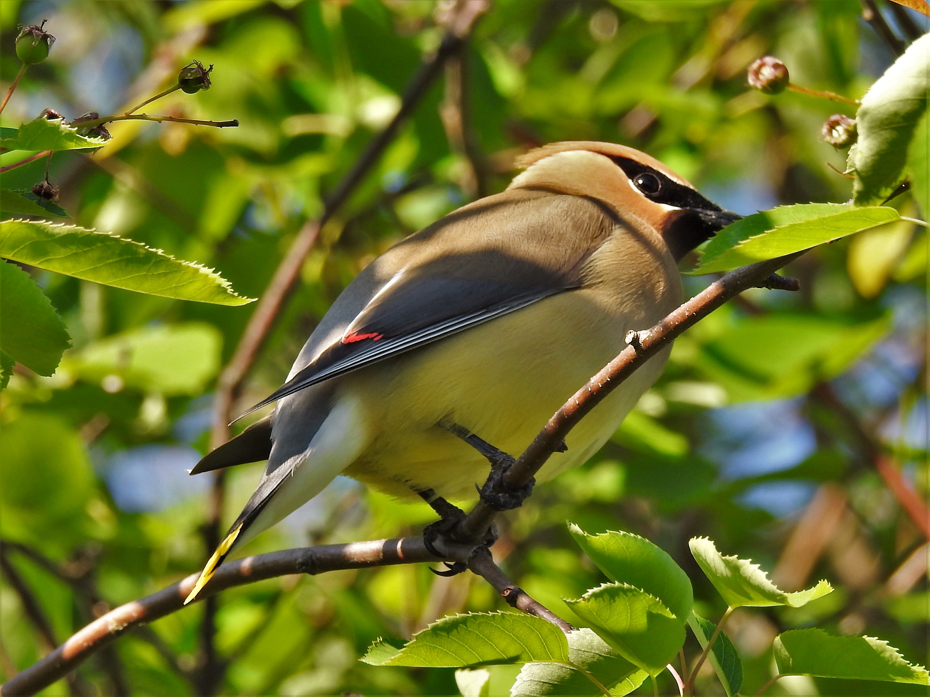 Featured Image
