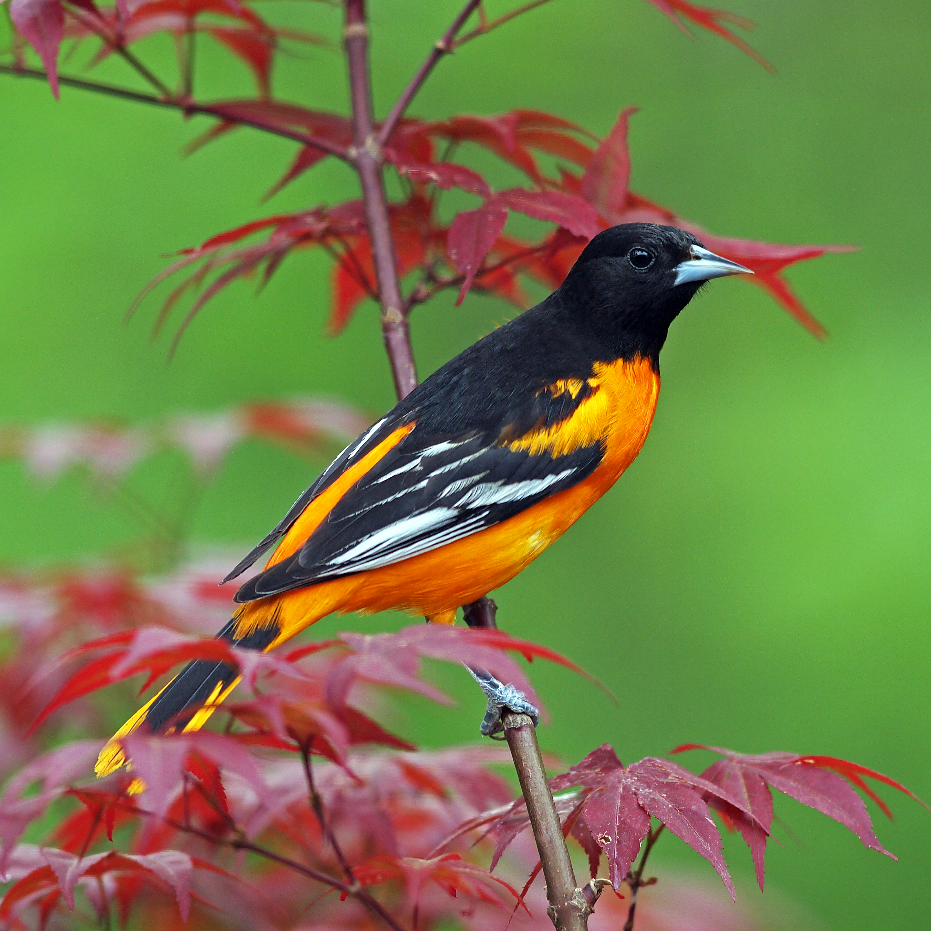 Featured Image