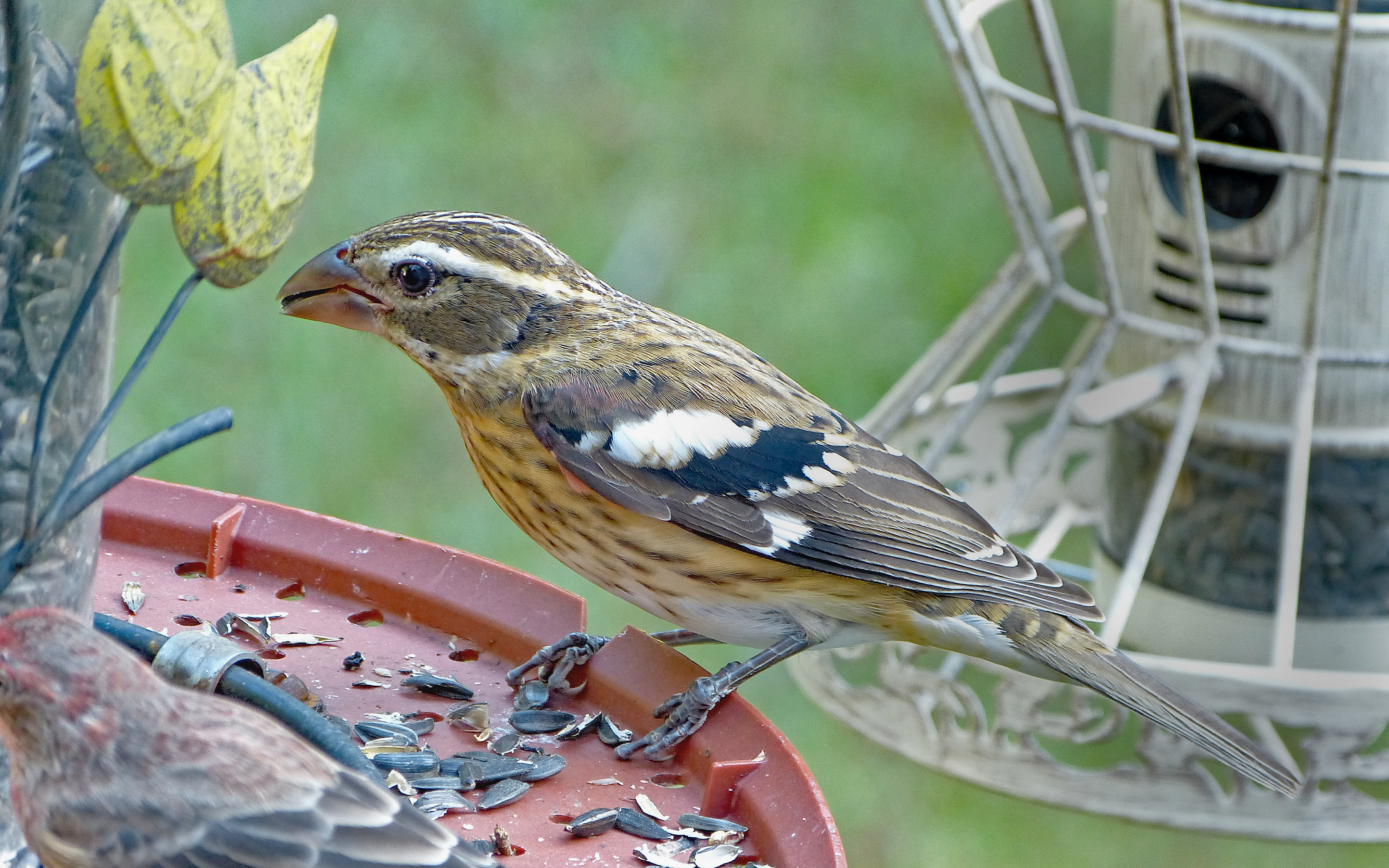Featured Image