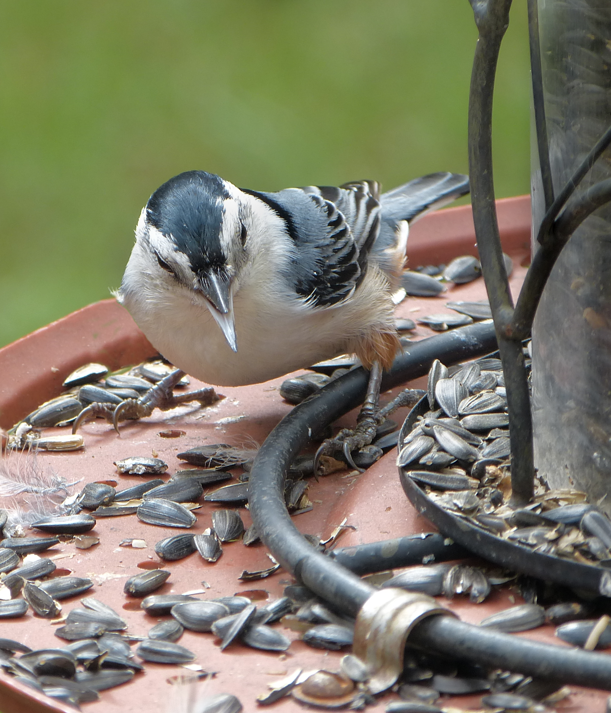 Featured Image